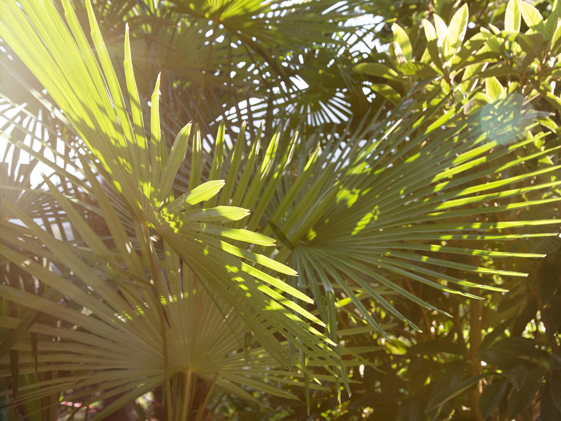 Merano Vitae: Baciati dal sole - Merano e dintorni - #2 - suedtirol.info