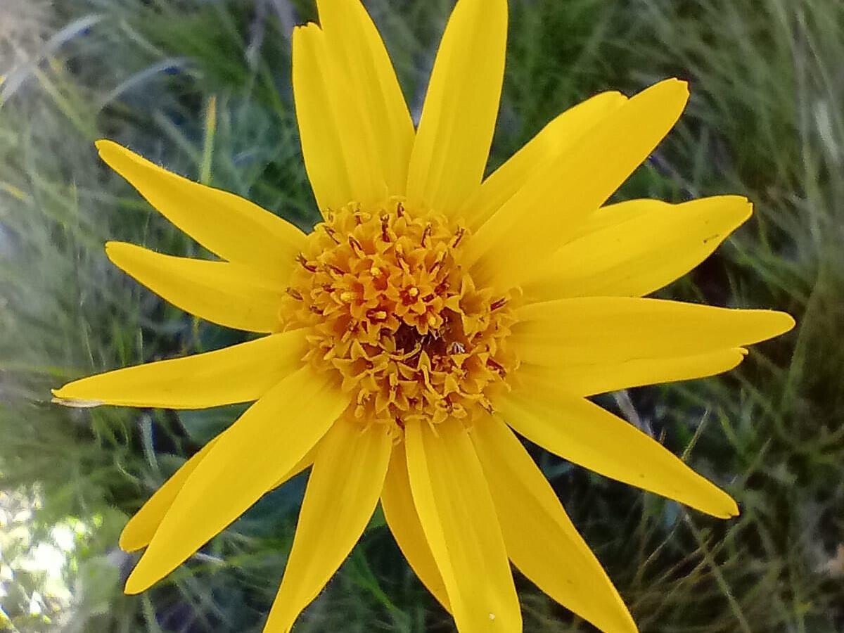 Wiesen - und Waldkräuter Wanderung in Radein -  - #1 - suedtirol.info