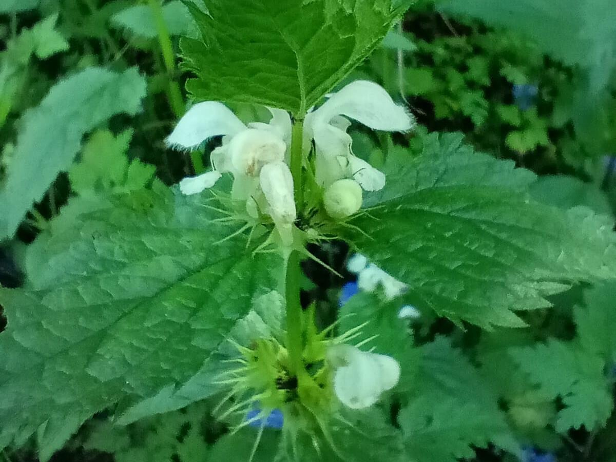 Erbe aromatiche e selvatiche - escursione a Redagno -  - #2 - suedtirol.info