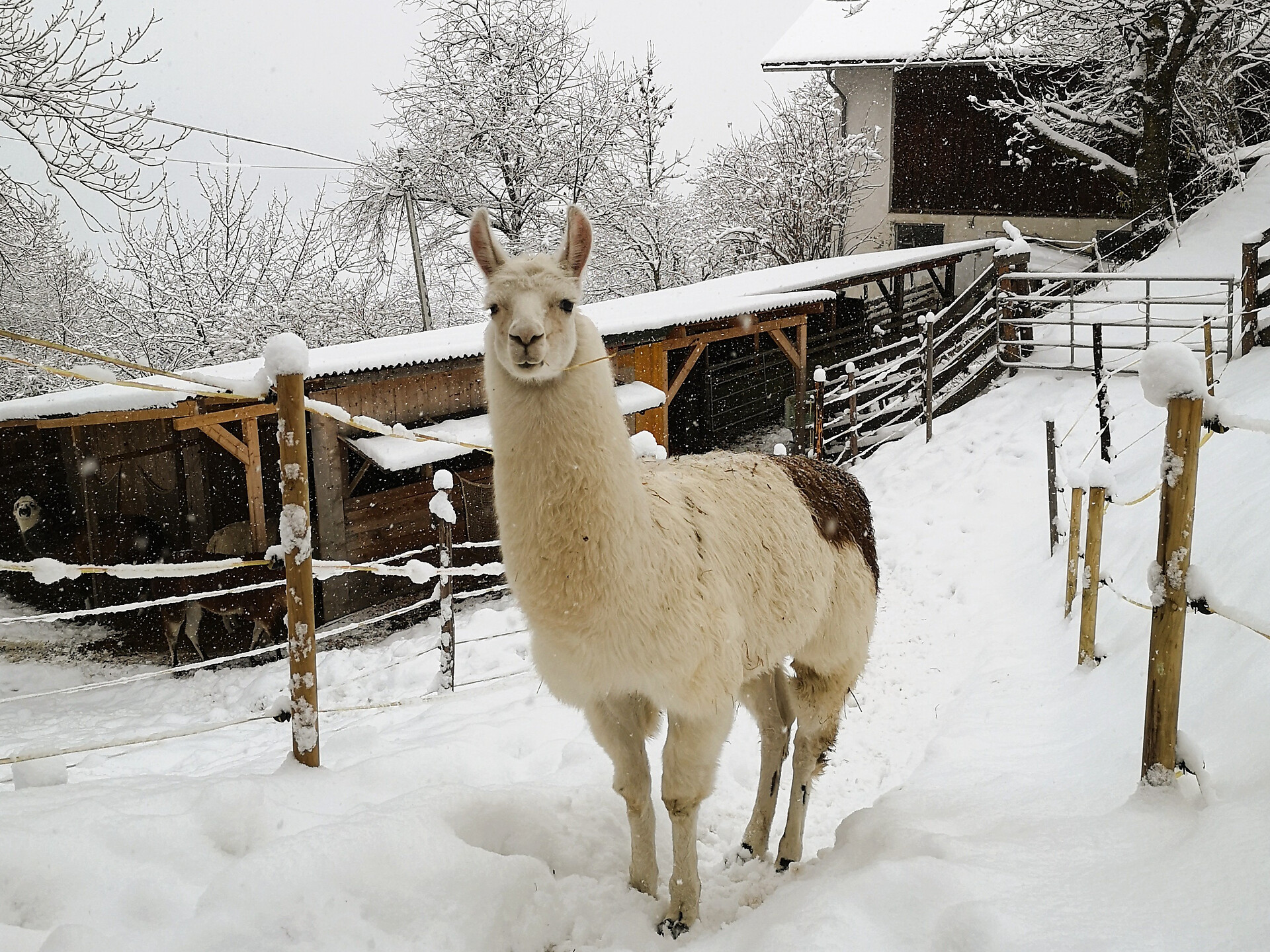 Magia invernale, lama e momenti del cuore - Merano e dintorni - #1 - suedtirol.info