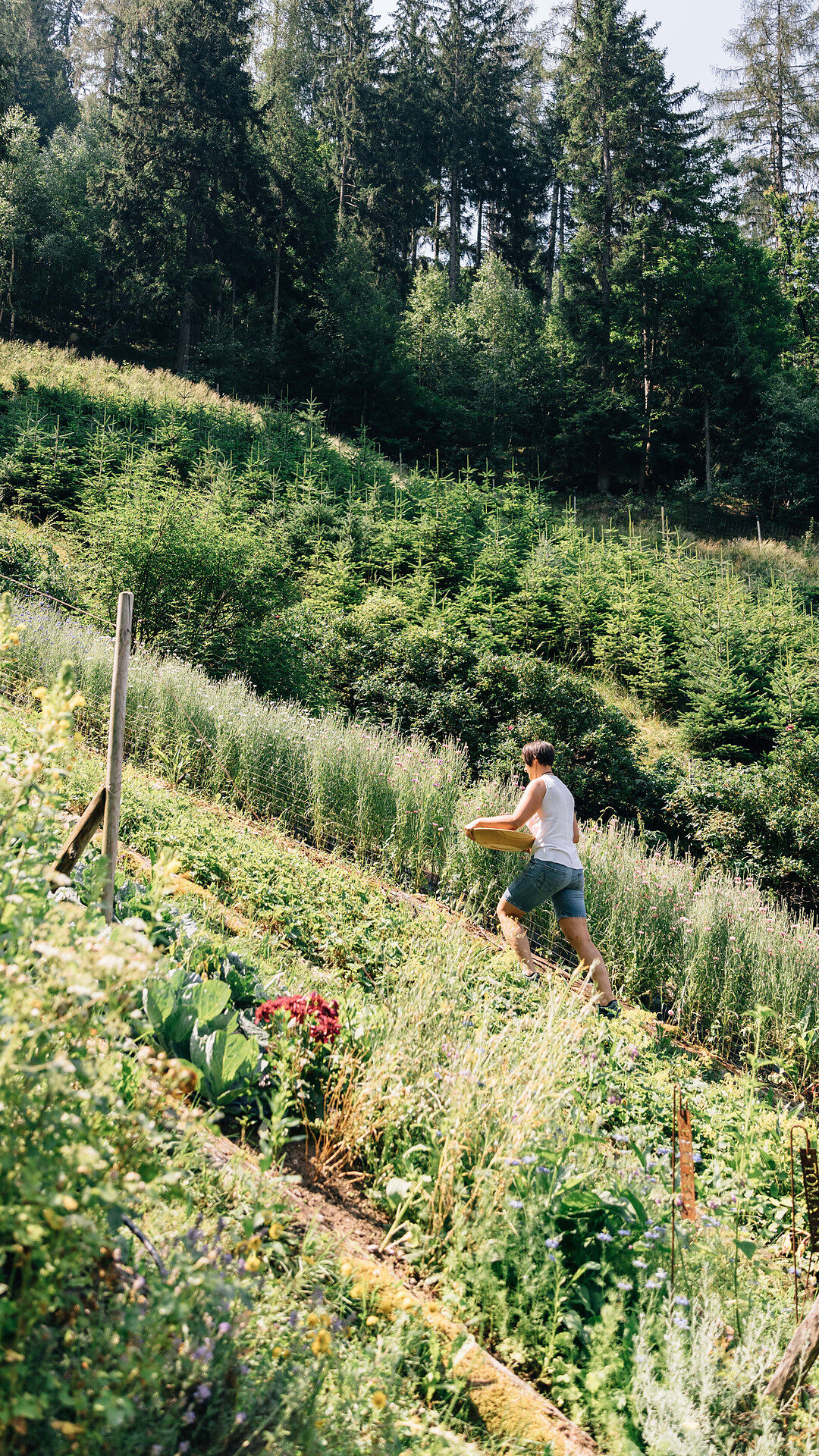 Wild kitchen - Meran/Merano and environs - #1 - suedtirol.info