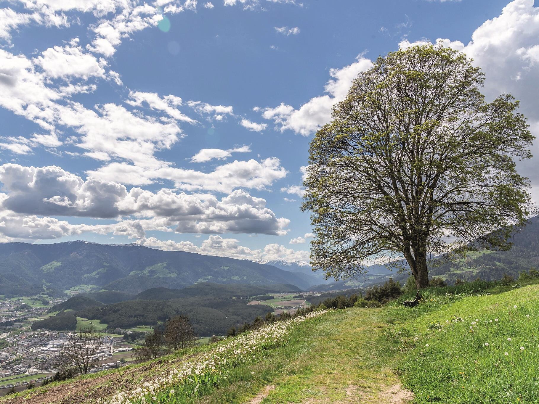 Escursione guidata all’Albero dell’Amore - Regione dolomitica Plan de Corones - #1 - suedtirol.info