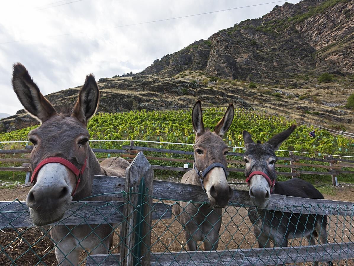 Weinbergführung beim Calvenschlössel - Vinschgau - #3 - suedtirol.info