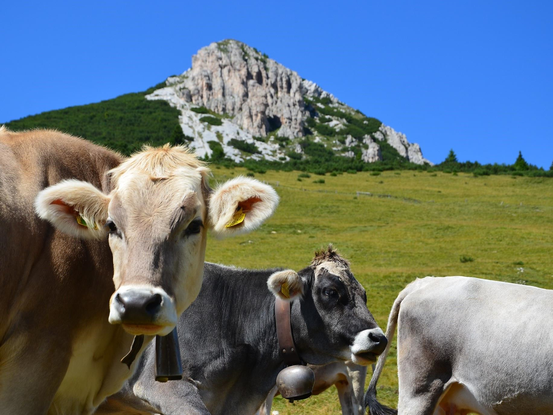 Escursione guidata da Redagno al Corno Bianco - Merano e dintorni - #2 - suedtirol.info