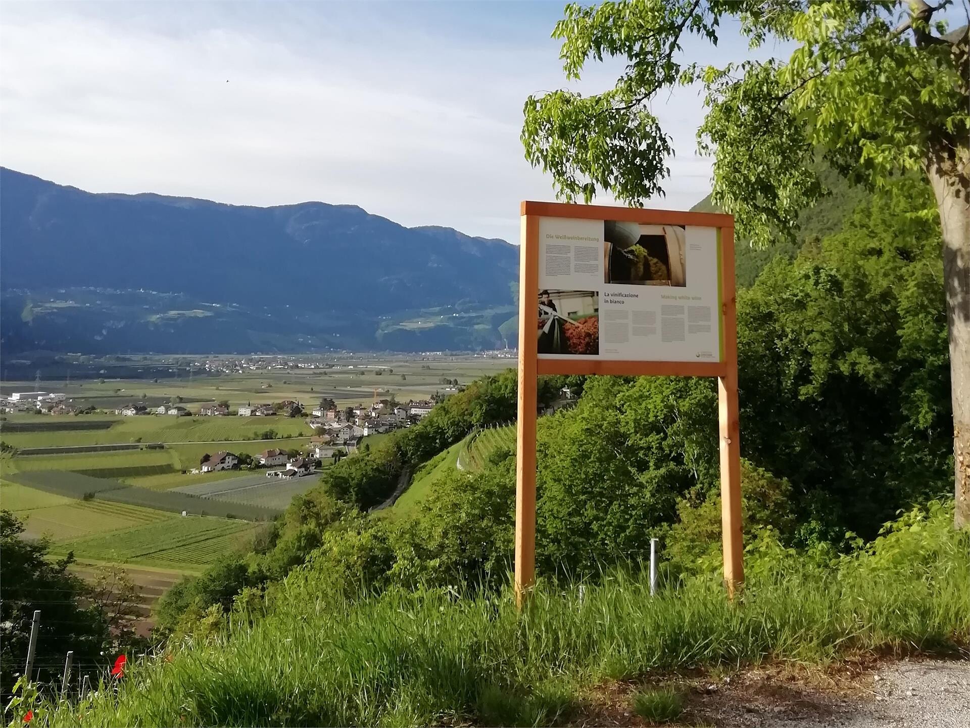 Weinwanderung über den Weinlehrpfad - Entiklar bis ins schöne Weindorf Margreid - Südtiroler Weinstraße - #1 - suedtirol.info