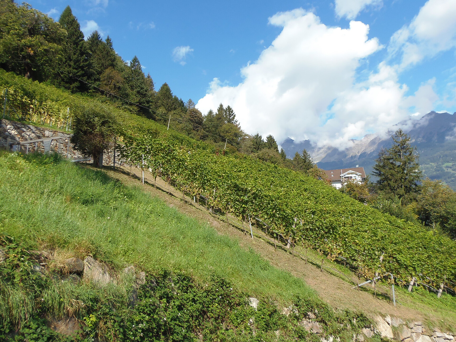 Vigneto & Tecnologia – Tradizione incontra Innovazione al Vigneto Geier - Merano e dintorni - #4 - suedtirol.info