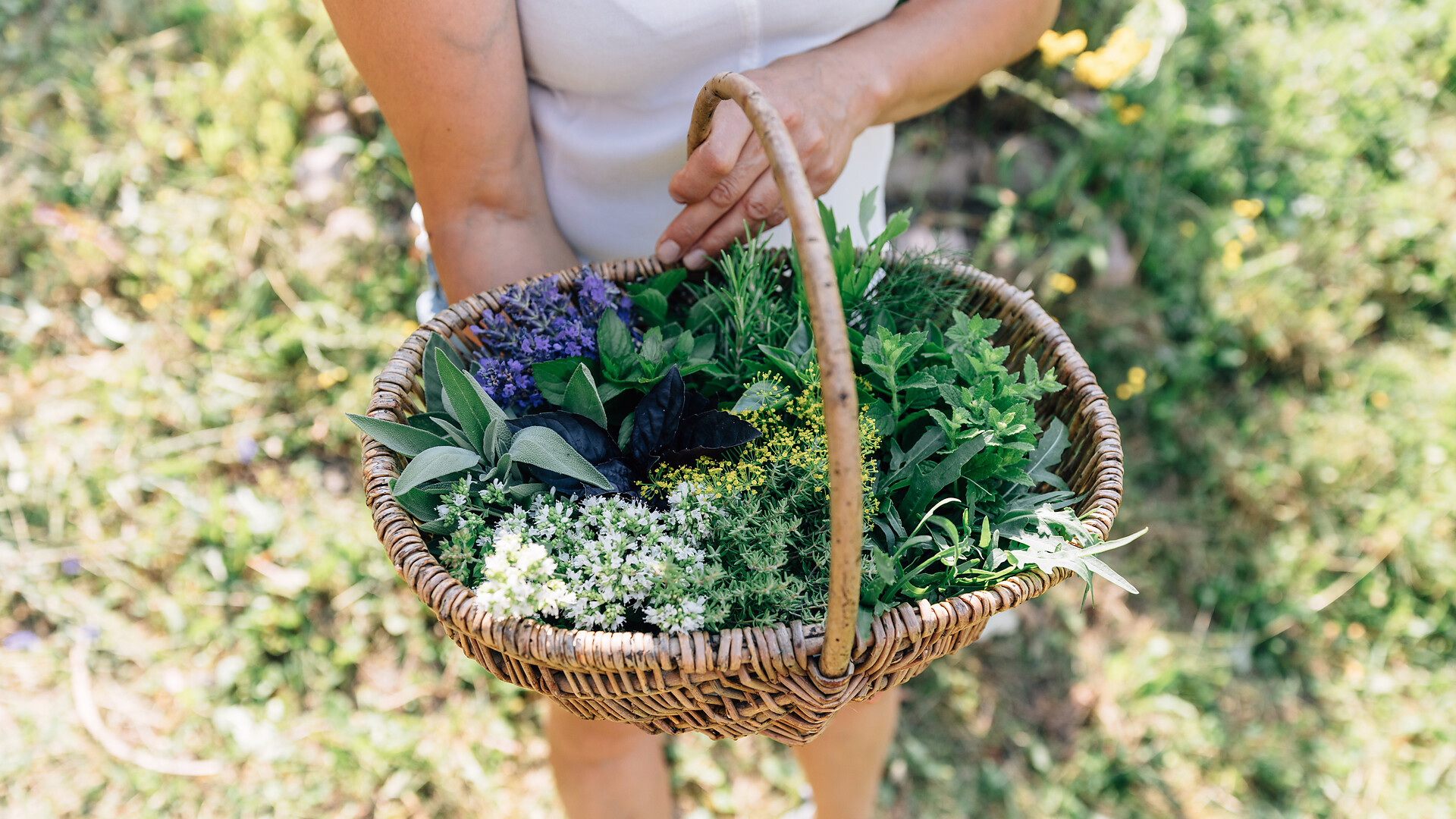 Selvatici, ma sani! - Merano e dintorni - #2 - suedtirol.info