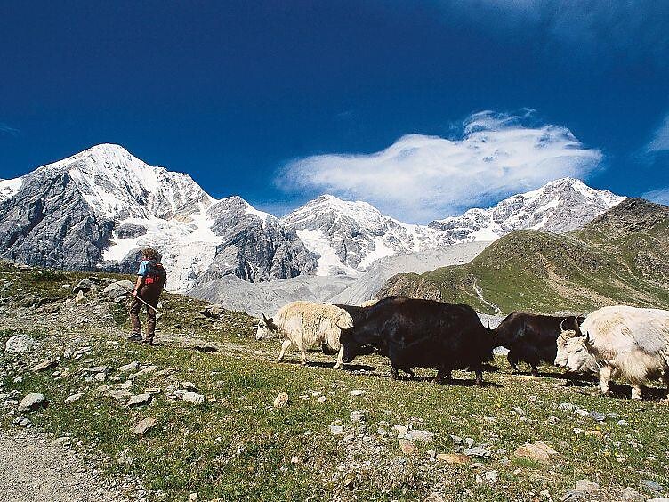 Wanderung zu den Yaks mit Reinhold Messner - Vinschgau - #2 - suedtirol.info