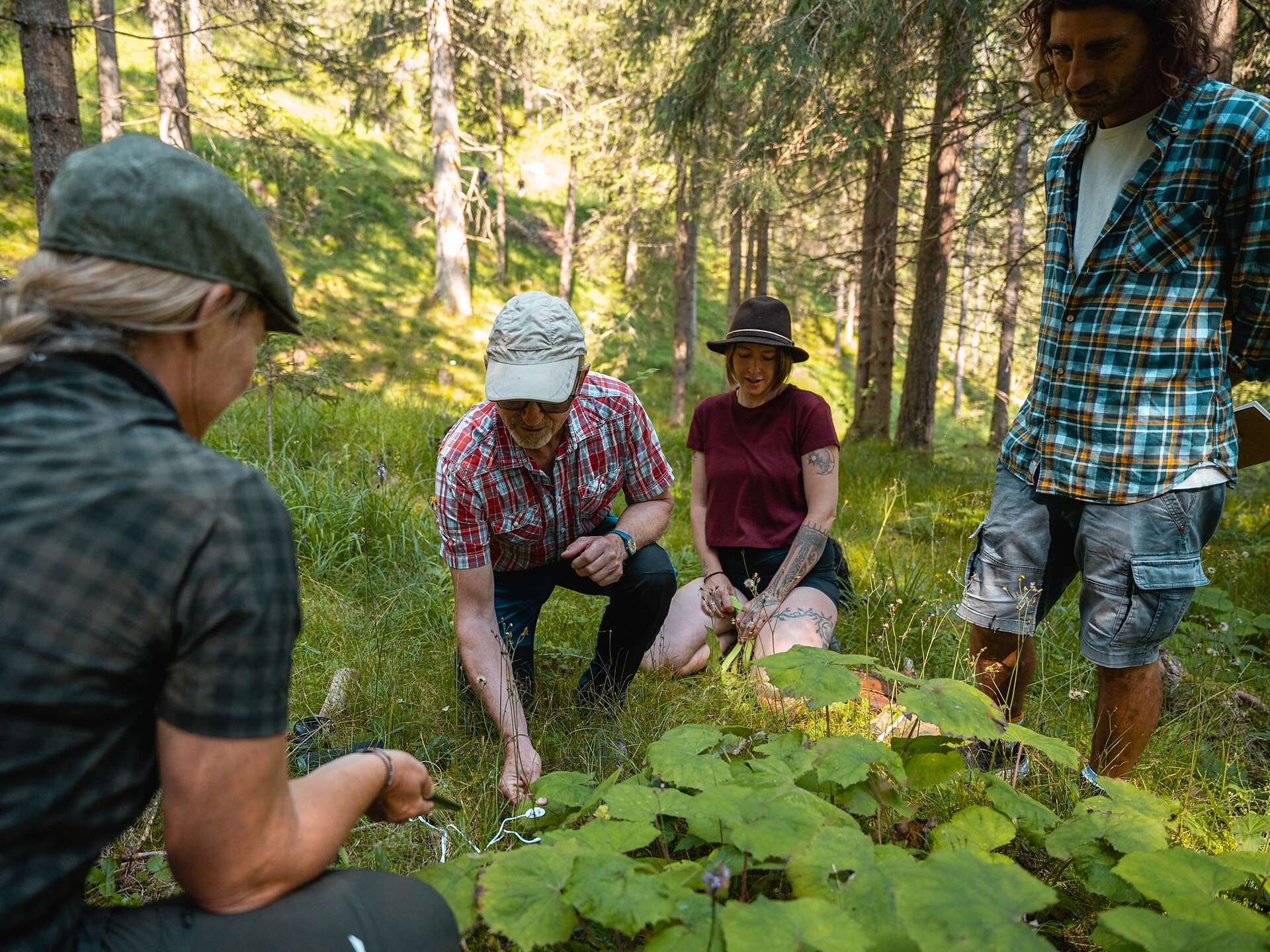 Wildkräuter in St. Vigil - Dolomitenregion Kronplatz - #1 - suedtirol.info