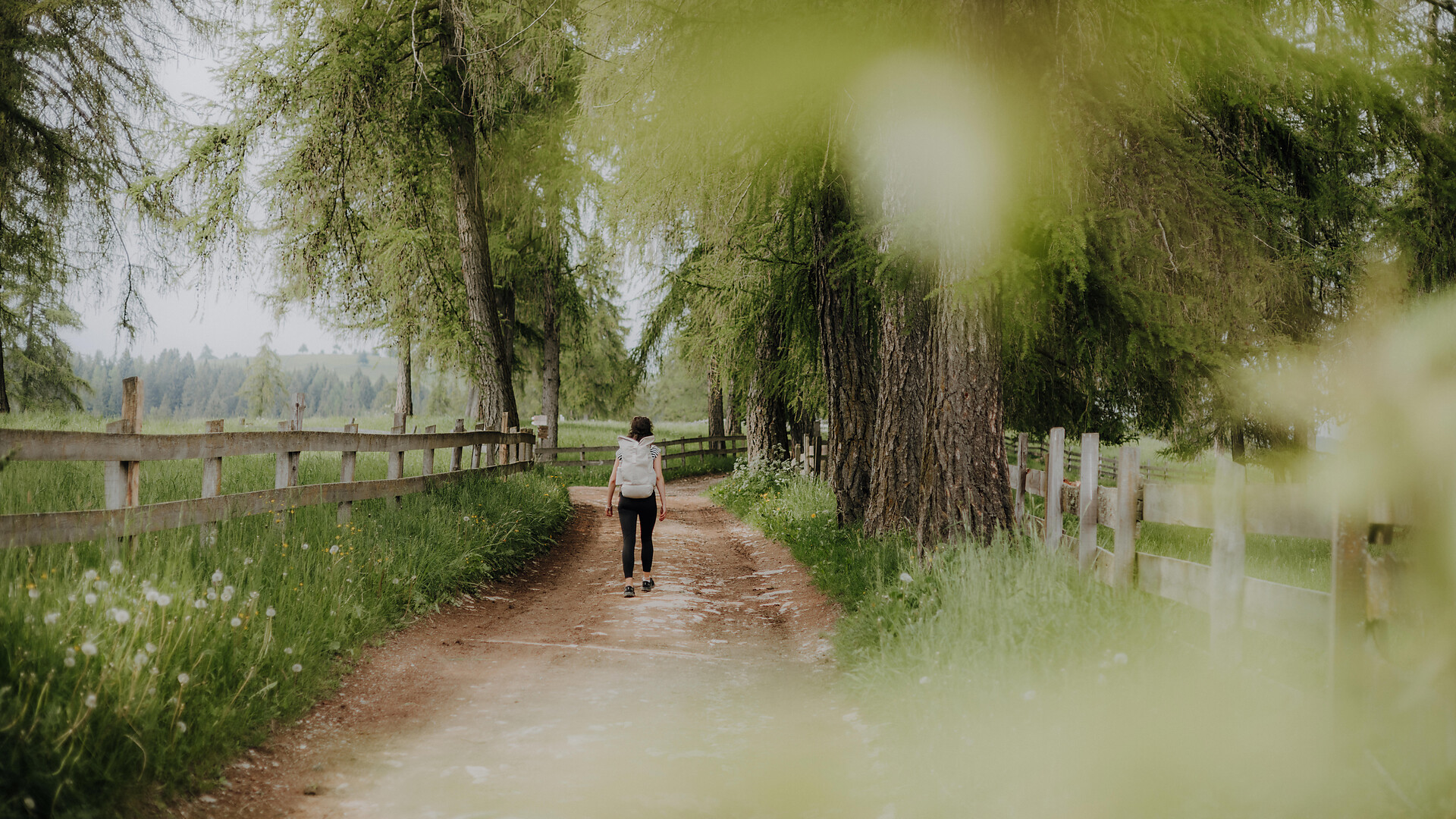 Boschi e prati - fonte di salute e benessere - Lana blüht 2026 - Merano e dintorni - #1 - suedtirol.info