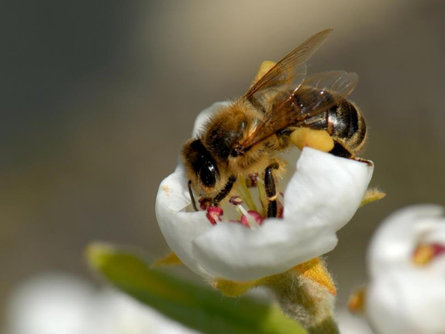 Il meraviglioso mondo delle api San Martino in Passiria 1 suedtirol.info