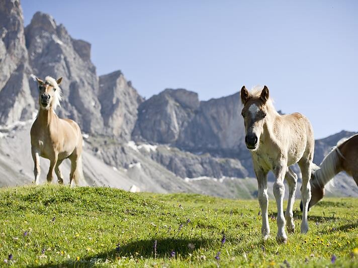 Wanderung am Adolf-Munkel-Weg Schenna 3 suedtirol.info