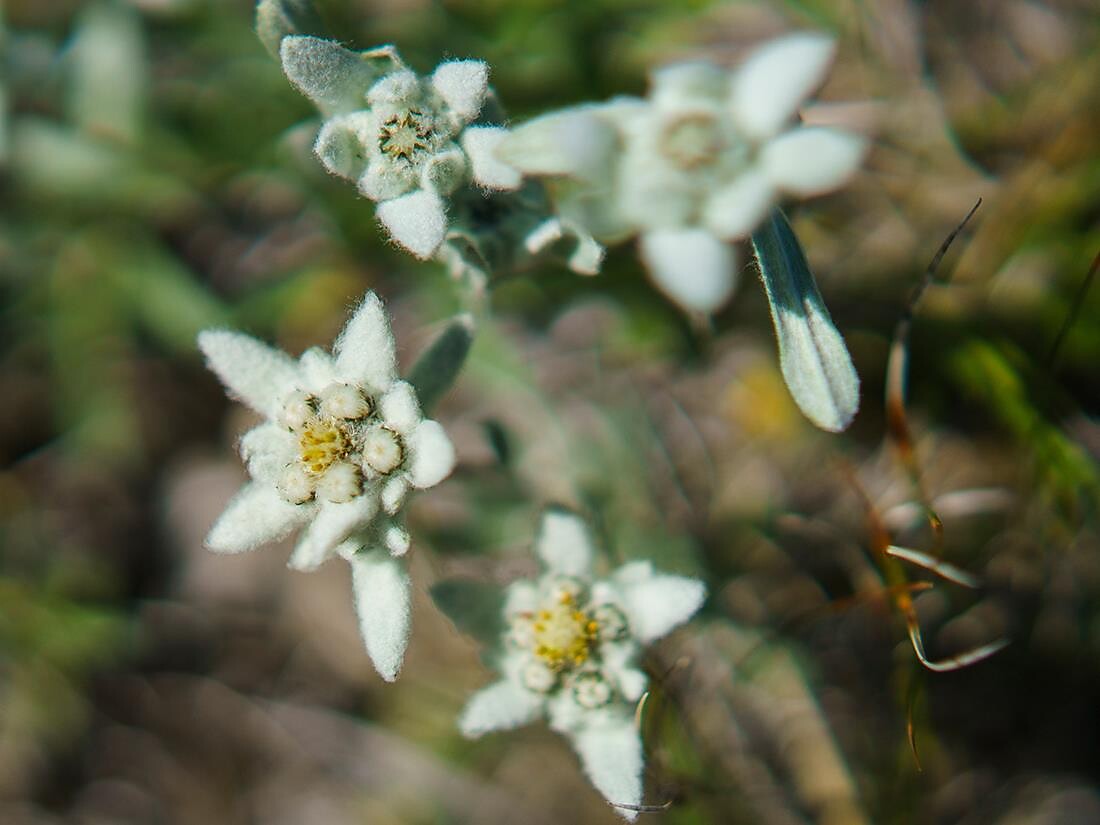 Escursione nella Valle Stella Alpina nel Parco naturale Puez-Odle Selva 2 suedtirol.info