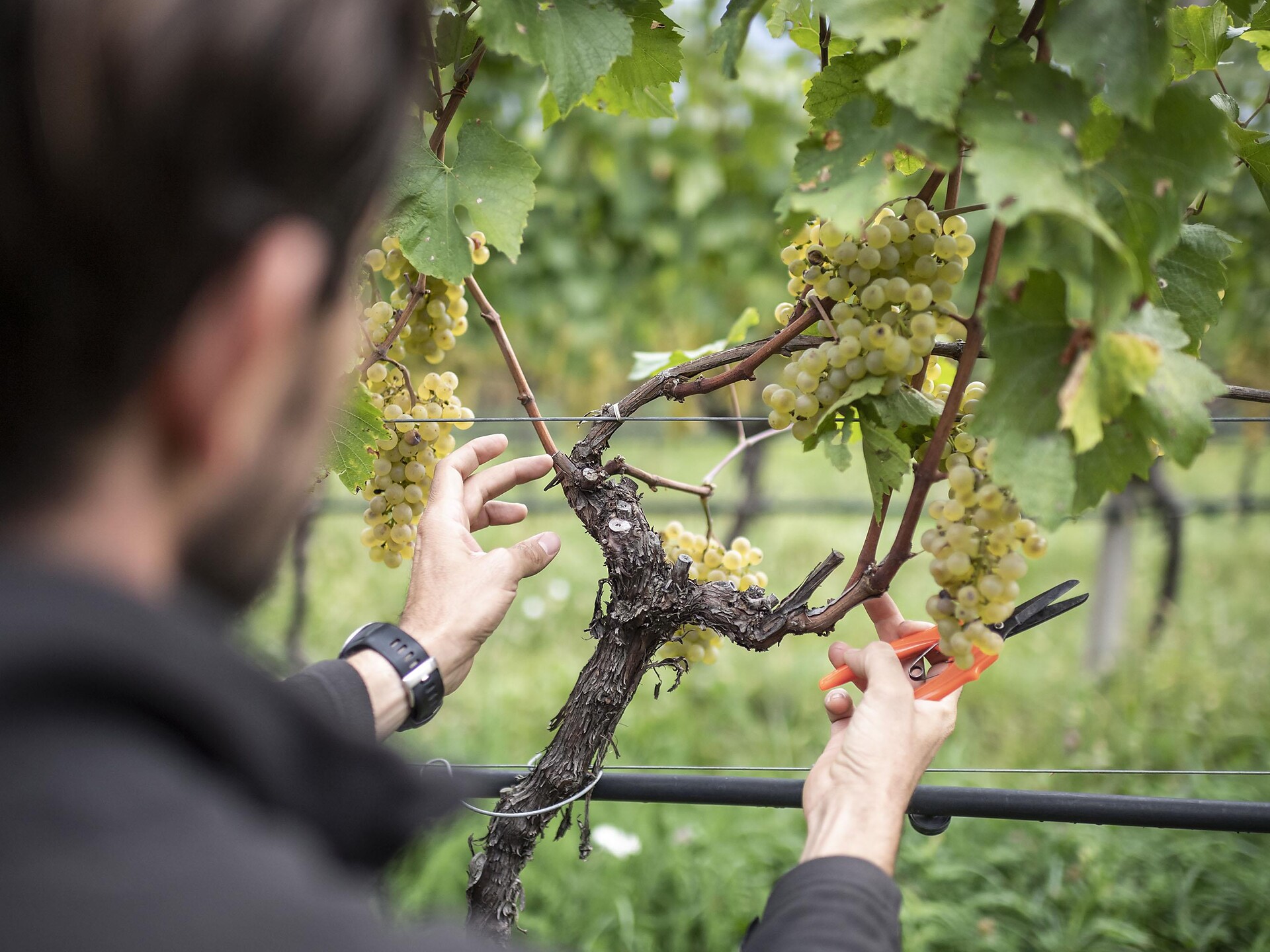 Weinverkostung im Familienweingut Bergmannhof - Südtiroler Weinstraße - #1 - suedtirol.info