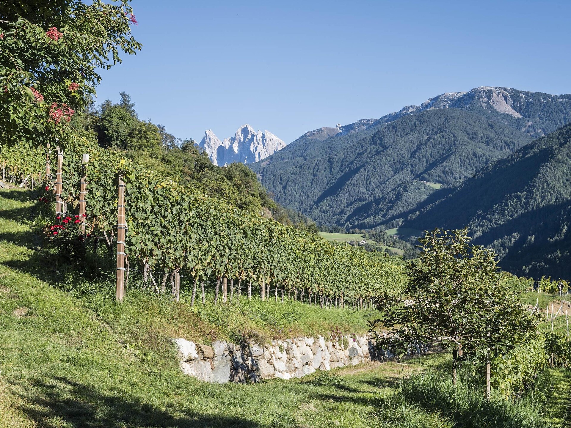 Walk & Wine - guided walk with wine tasting Klausen/Chiusa 2 suedtirol.info