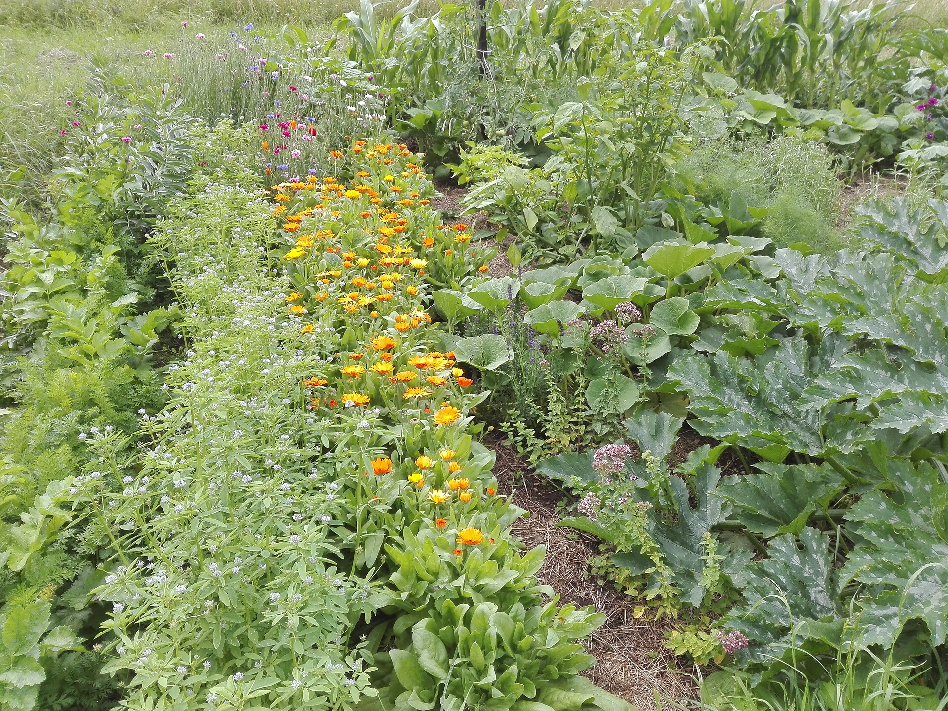 We discover the mountain herbs in our valley - Dolomites Region Val Gardena - #2 - suedtirol.info