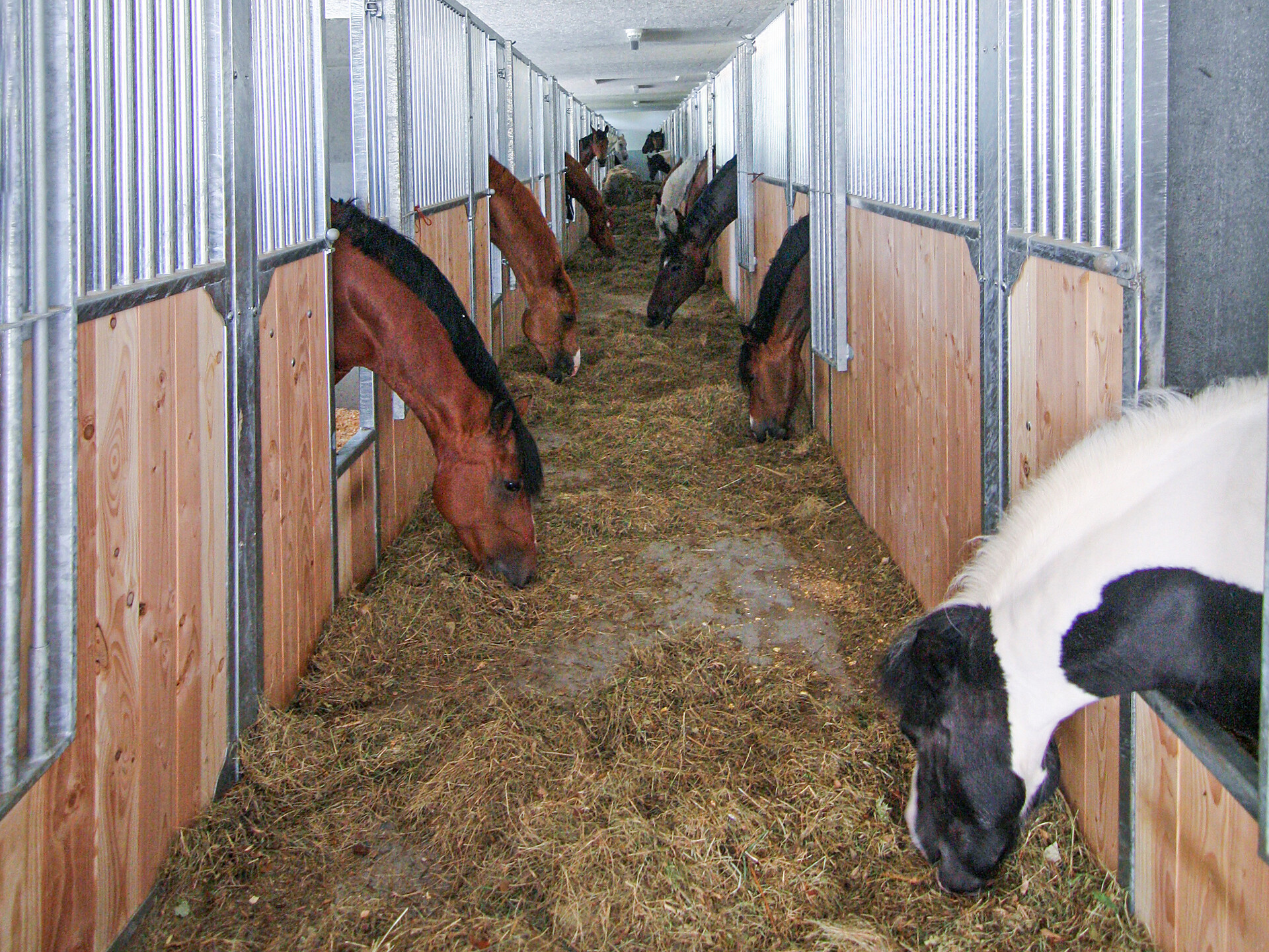 Winter Hike with Visit to a Riding Stable - Dolomites Region Val Gardena - #2 - suedtirol.info