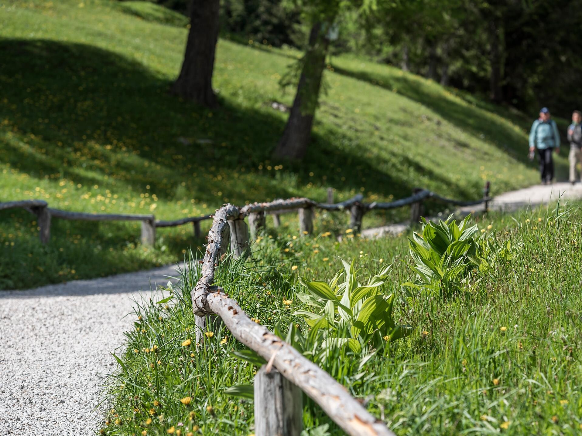 Escursione guidata dal Passo Palade con l'accompagnatrice Sara Penasa - Merano e dintorni - #1 - suedtirol.info