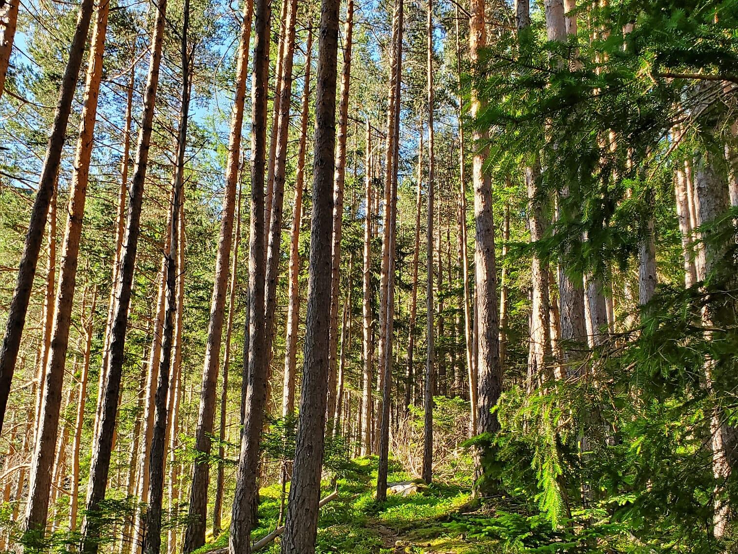 Bagno nella foresta - Un'immersione sensoriale nel mistero del bosco - Valle Aurina - #2 - suedtirol.info