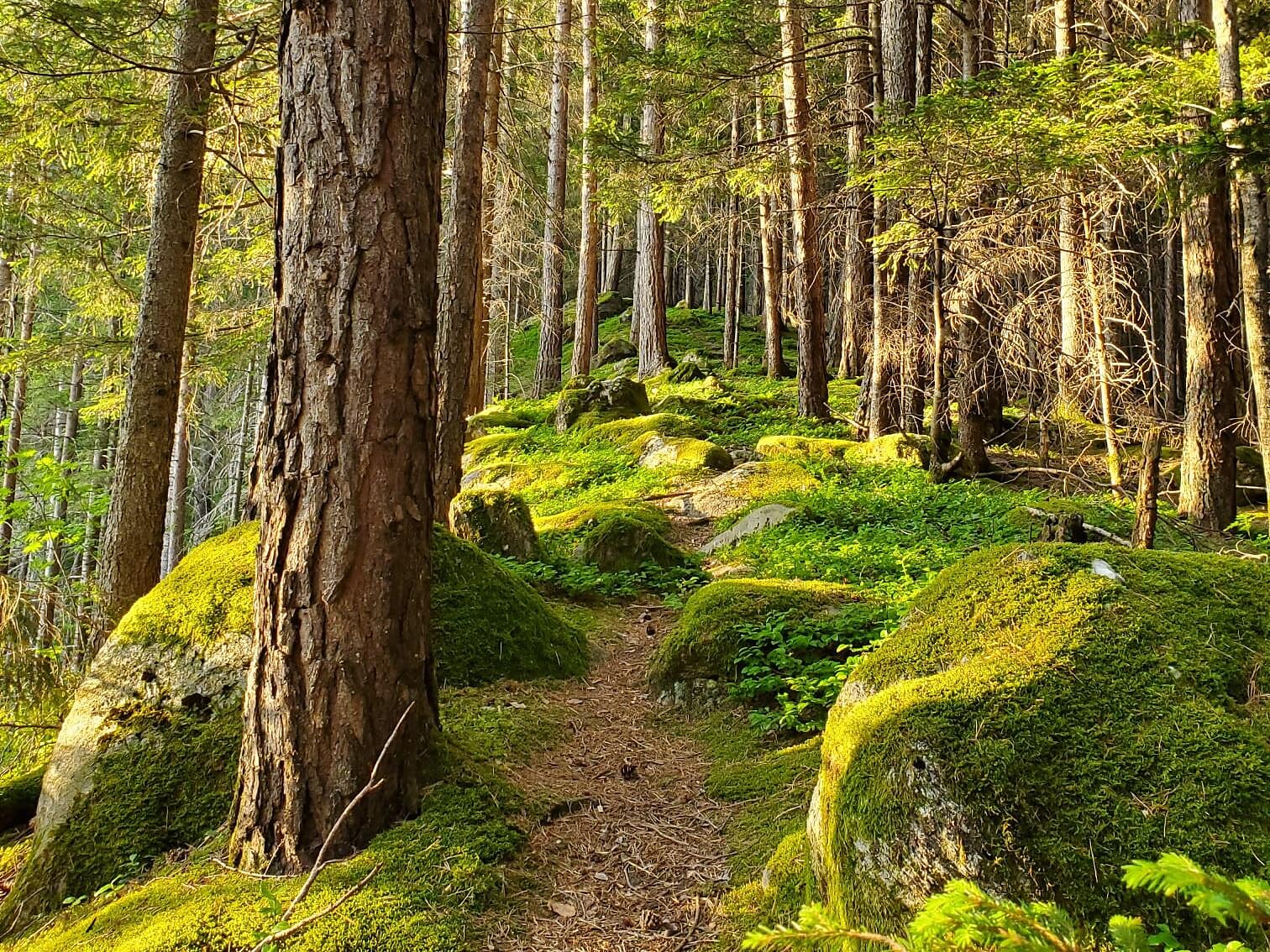 Bagno nella foresta - Un'immersione sensoriale nel mistero del bosco - Valle Aurina - #1 - suedtirol.info