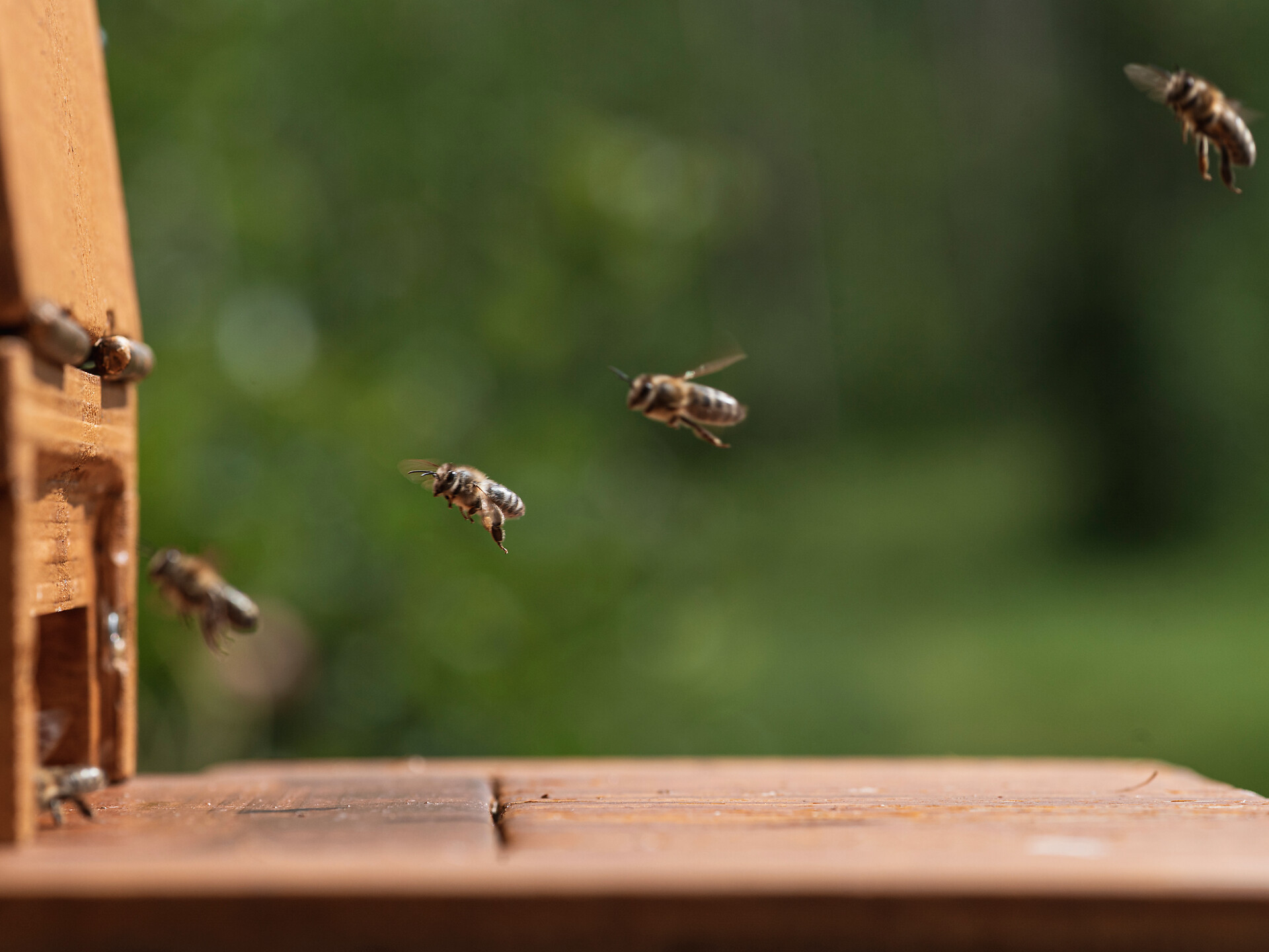 Wunderwelt Biene - Meran und Umgebung - #2 - suedtirol.info