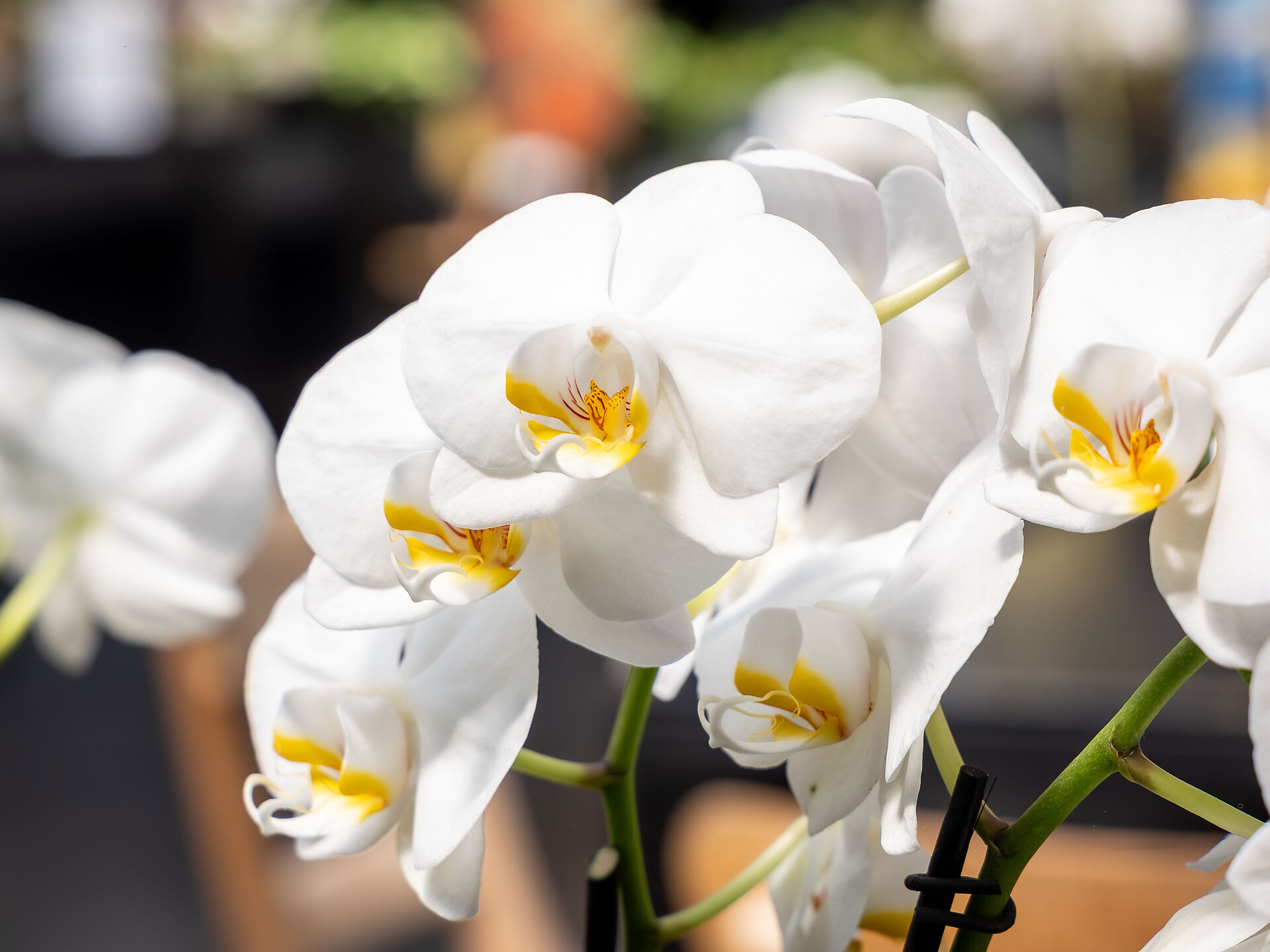 Weinverkostung und Orchideenwelt - Meran und Umgebung - #2 - suedtirol.info
