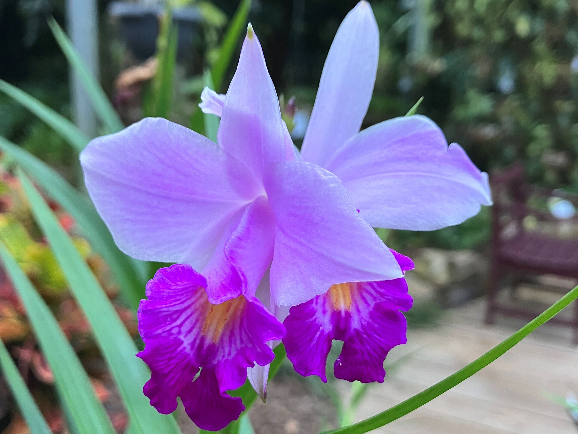 Workshop "conoscere Le orchidee" - Merano e dintorni - #3 - suedtirol.info