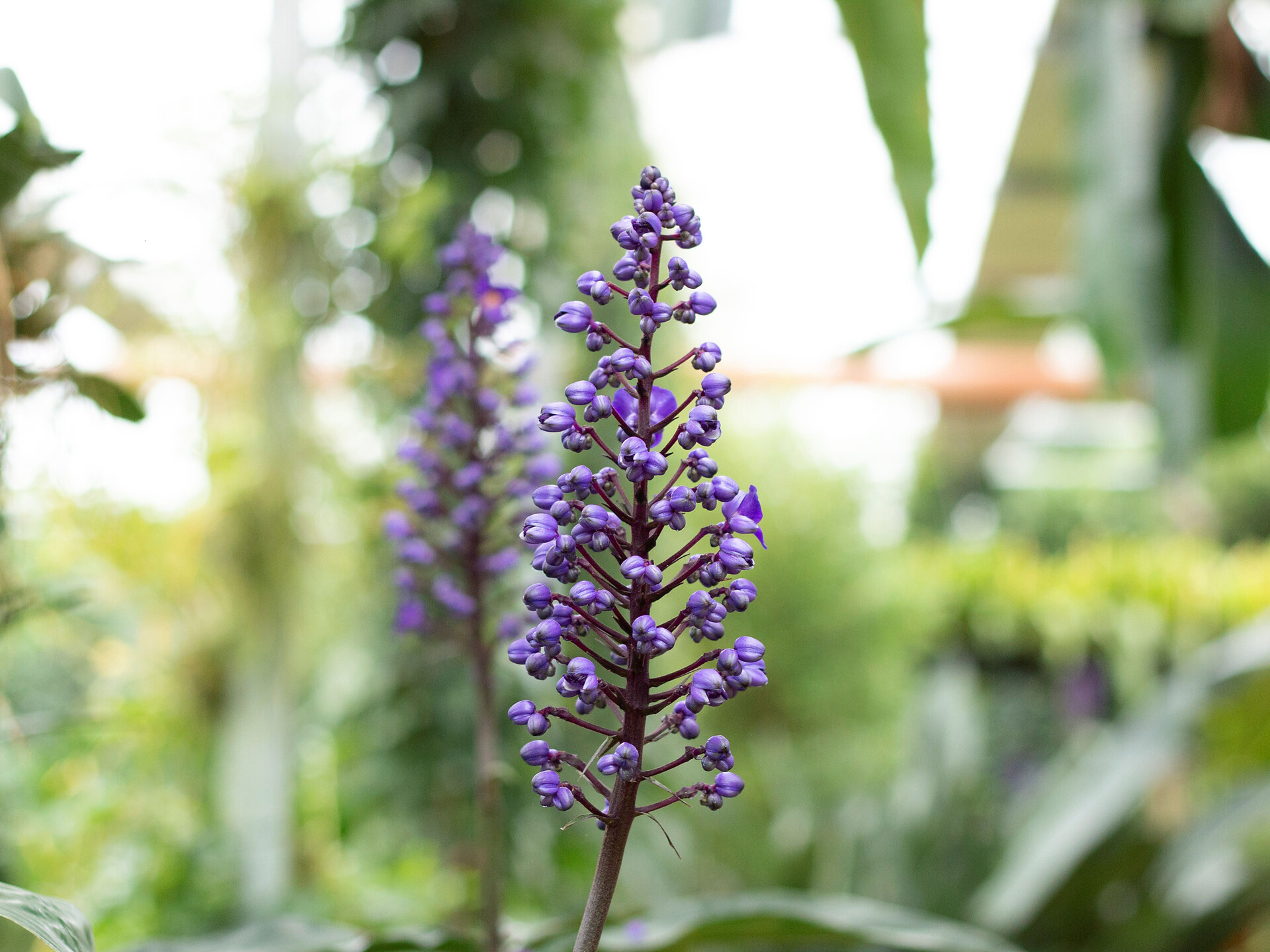 Workshop "conoscere Le orchidee" - Merano e dintorni - #1 - suedtirol.info