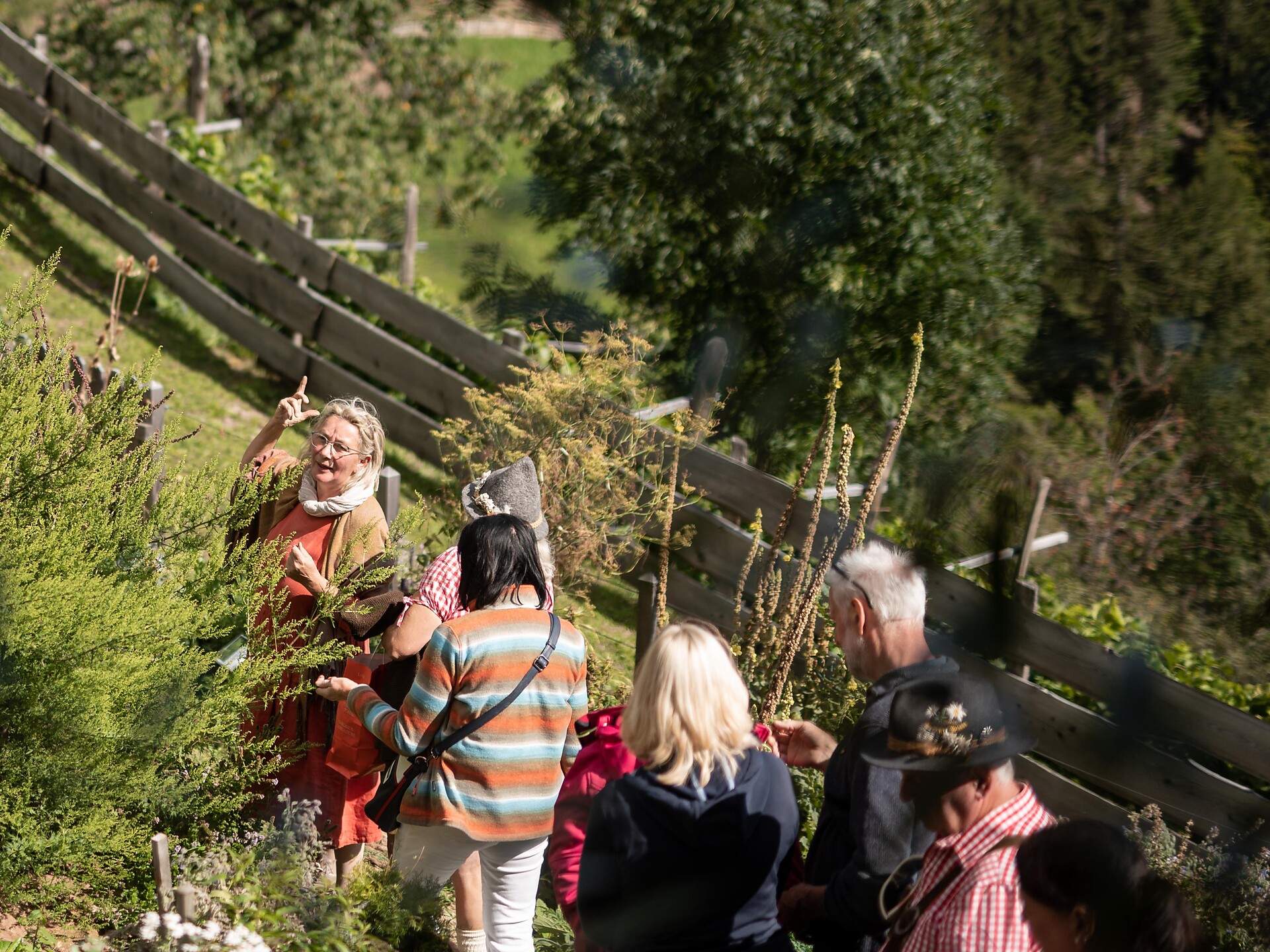 Vivere la natura - scoprire le erbe selvatiche (erbe selvatiche) Lana 1 suedtirol.info