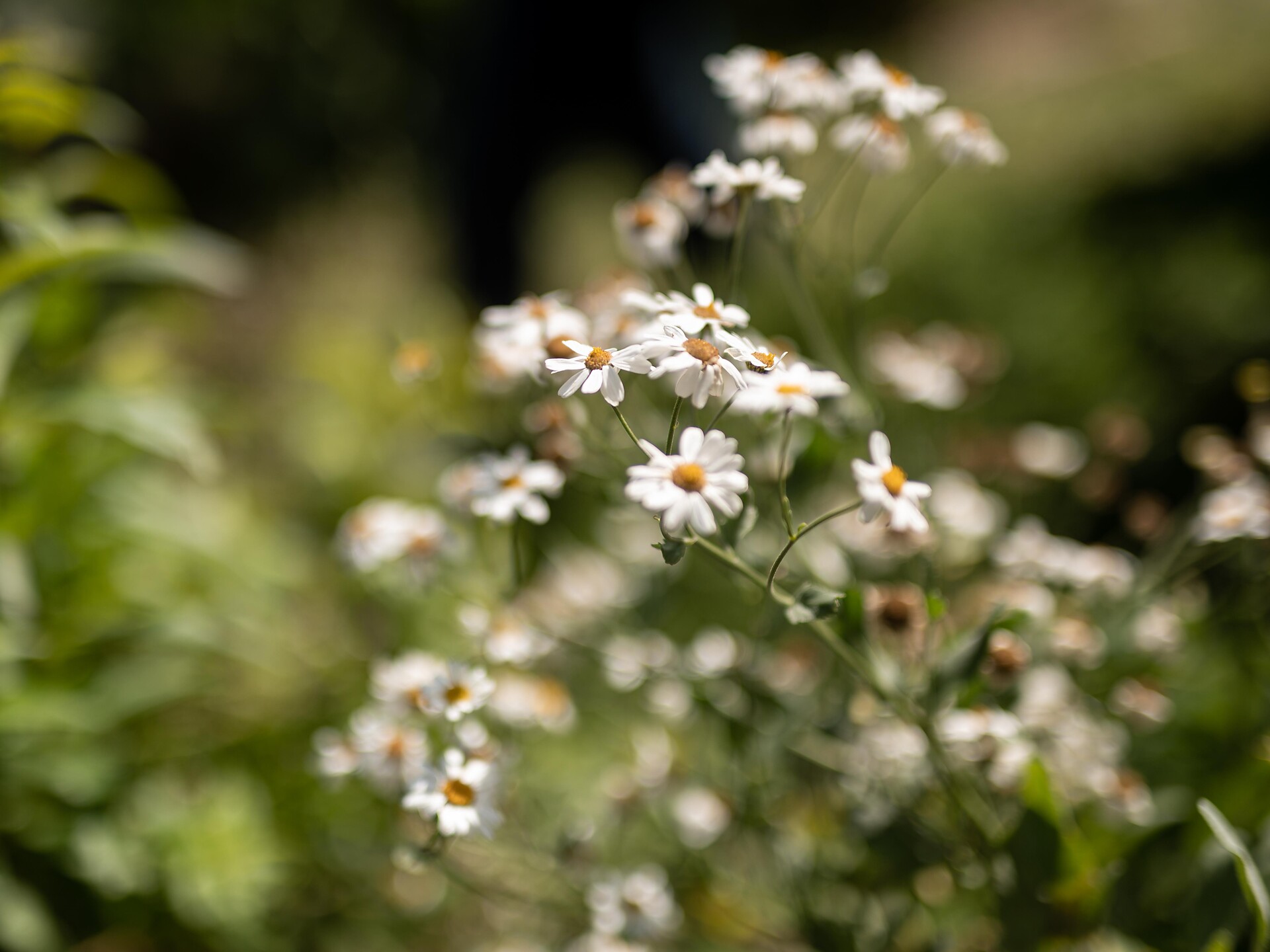 Vivere la natura - scoprire le erbe selvatiche (erbe selvatiche) Lana 2 suedtirol.info