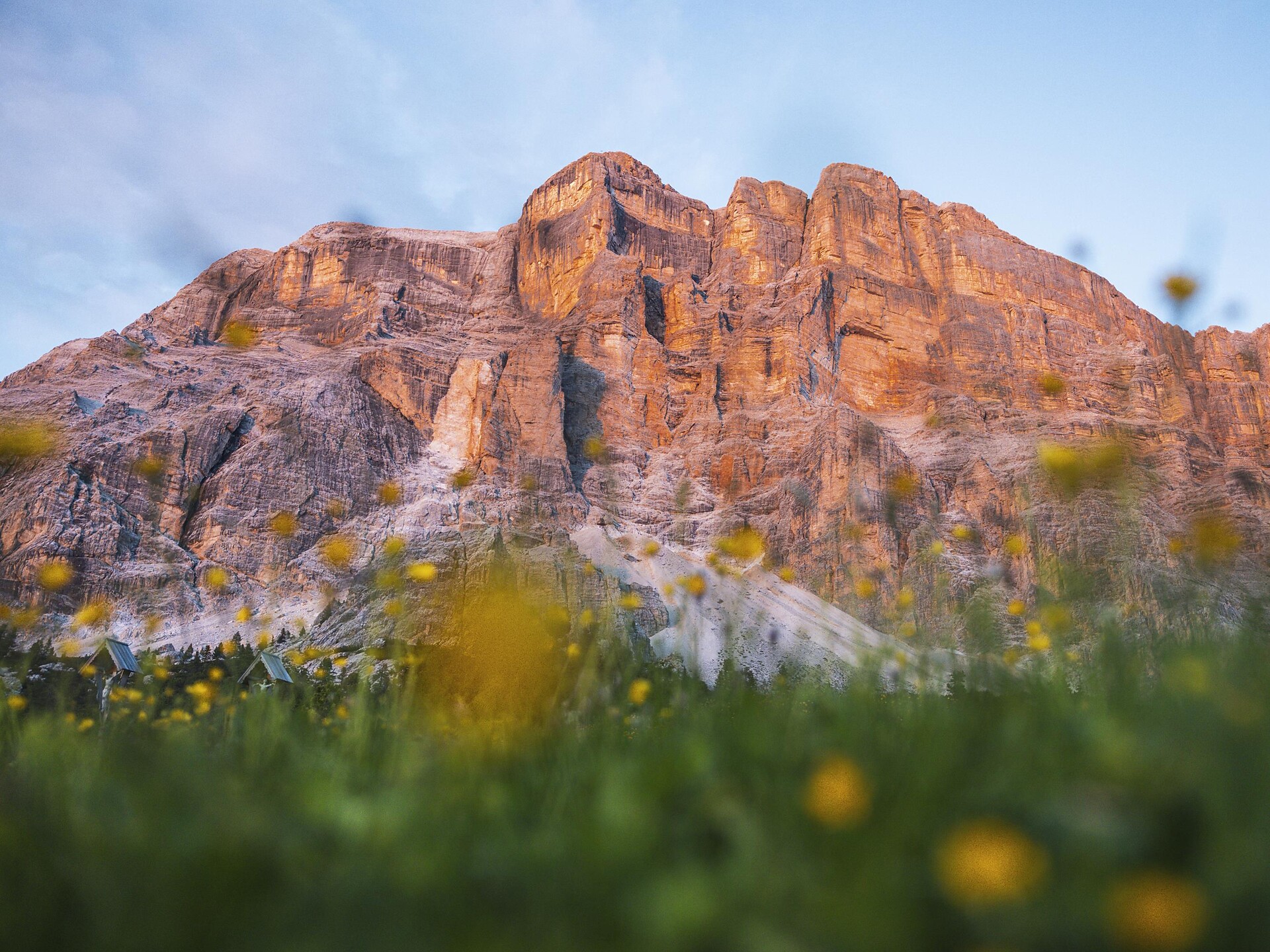 Wanderung durch die Blüte der Armentara Wiesen - Dolomitenregion Alta Badia - #2 - suedtirol.info