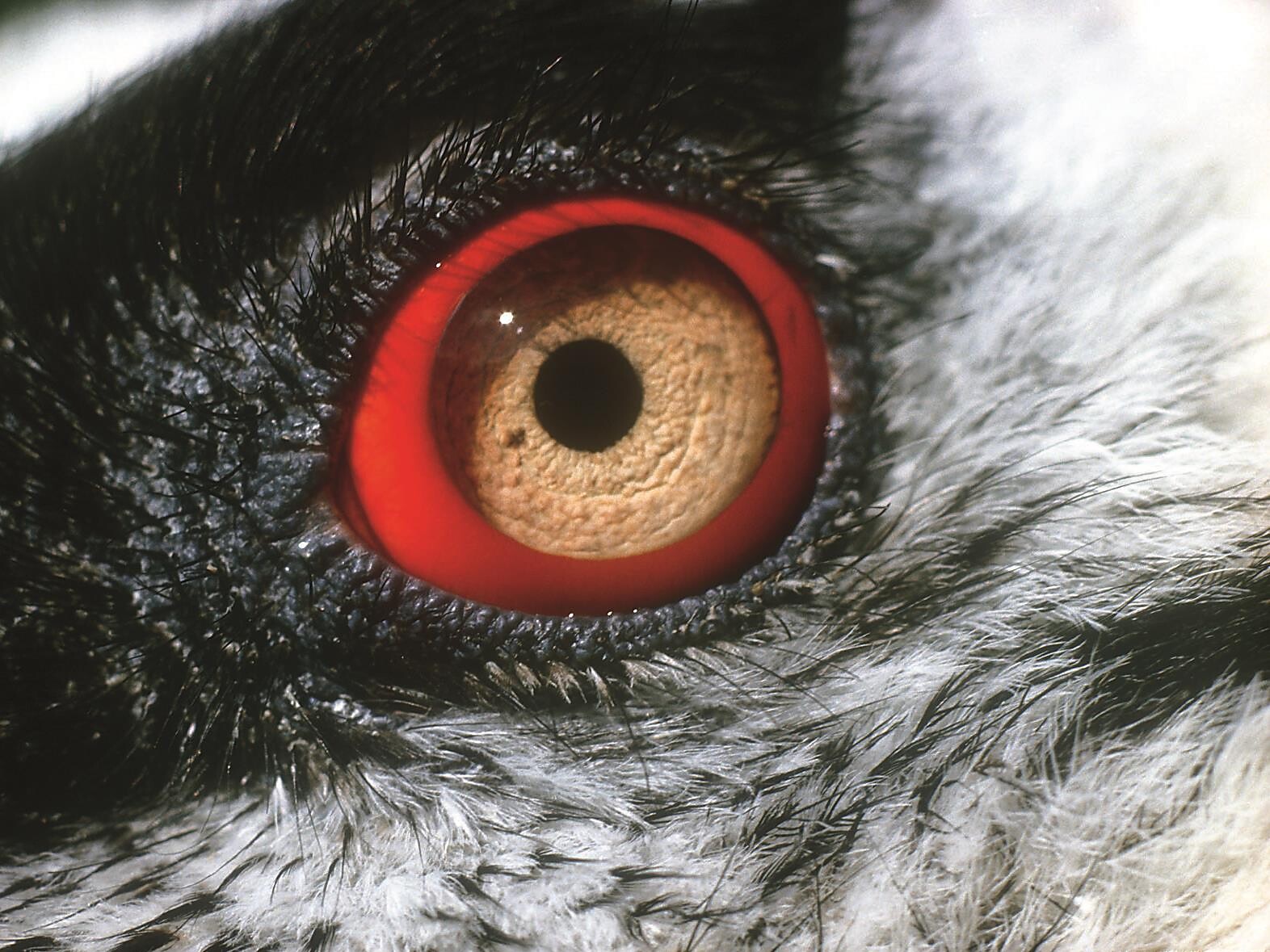 Wildlife Watching at Twilight - Vinschgau/Val Venosta - #1 - suedtirol.info