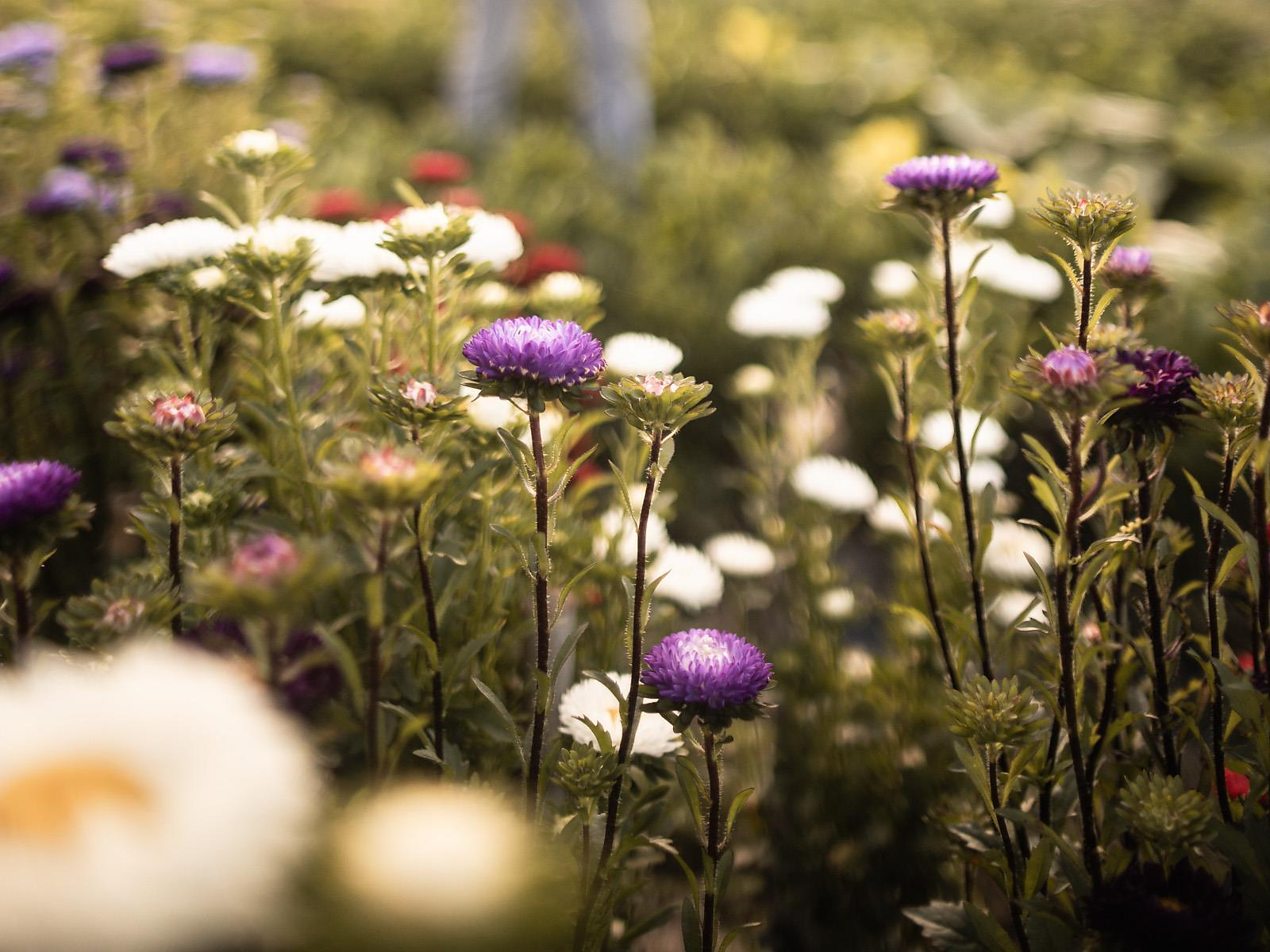 Wild herbs, witchcraft & more - Brixen/Bressanone and environs - #2 - suedtirol.info
