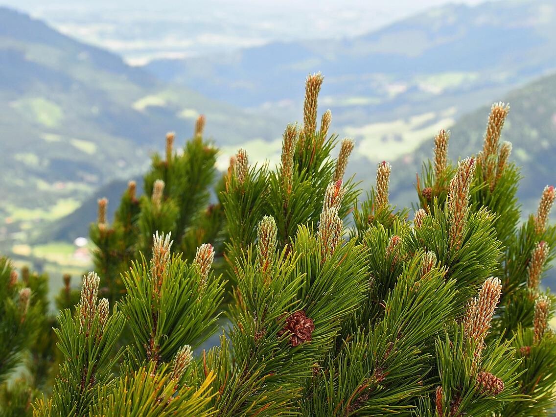 Wanderung vom Sarntal zum Latzfonser Kreuz - Meran und Umgebung - #1 - suedtirol.info