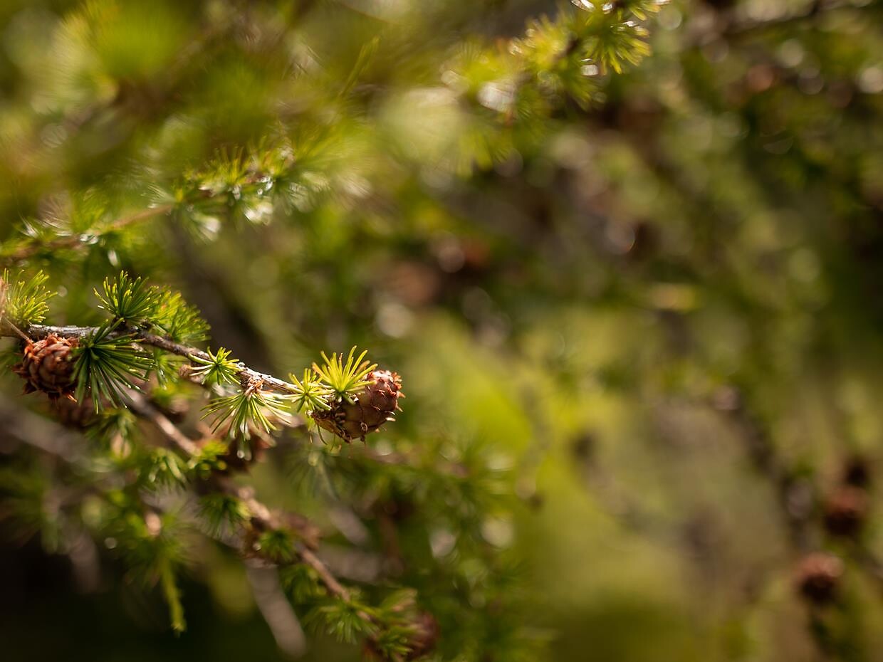Wanderung vom Sarntal zum Latzfonser Kreuz - Meran und Umgebung - #2 - suedtirol.info