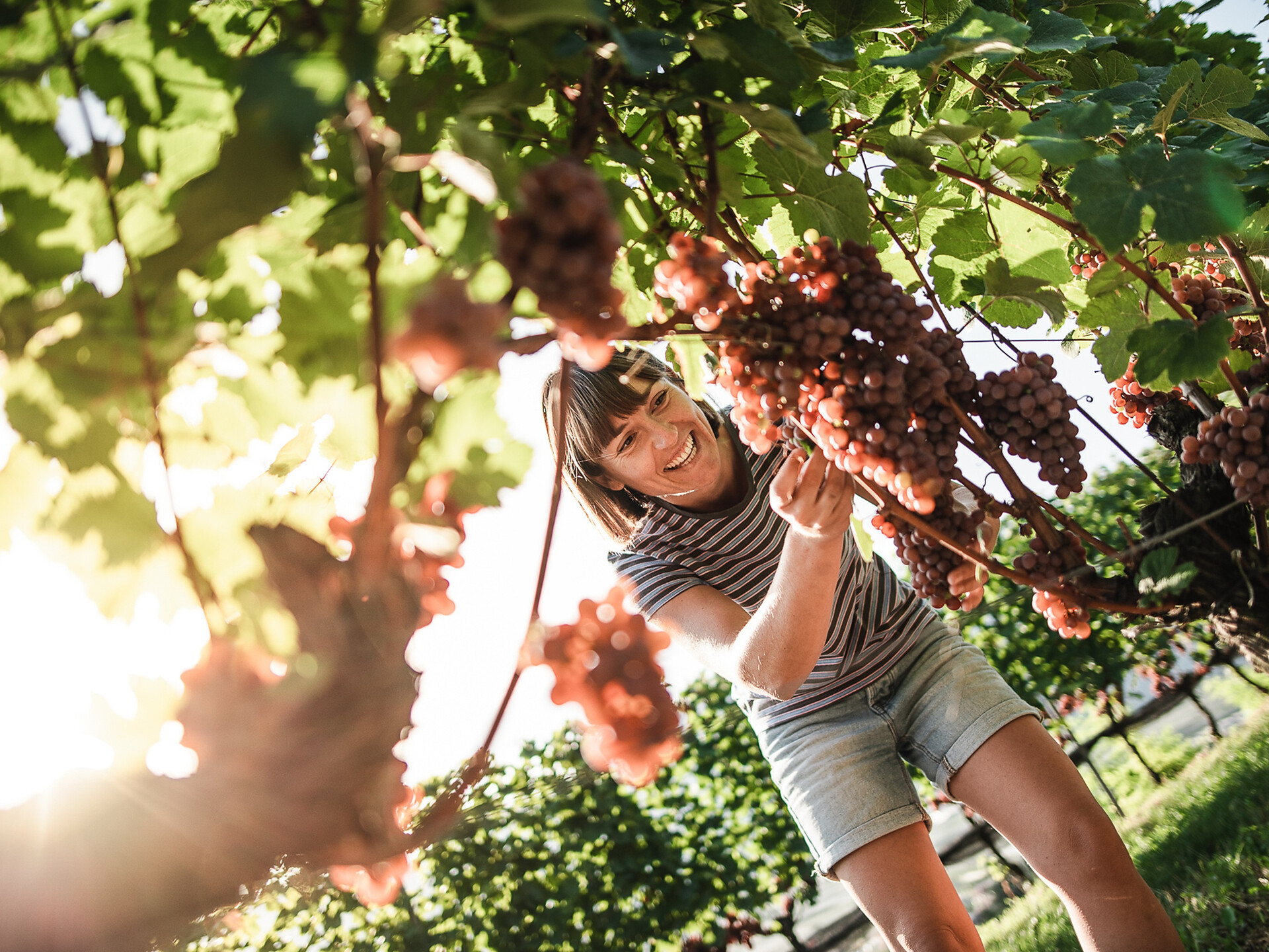 Winzergespräch am Bioweingut Rynnhof - Südtiroler Weinstraße - #1 - suedtirol.info