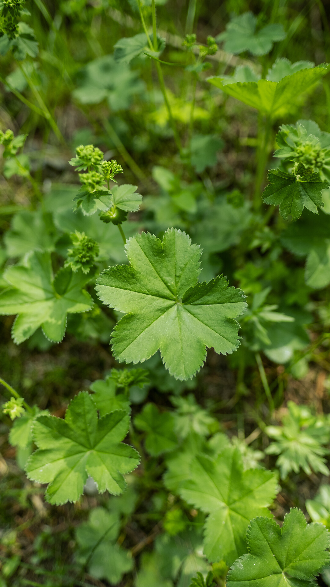 Where wines grow and herbs heal - Meran/Merano and environs - #3 - suedtirol.info