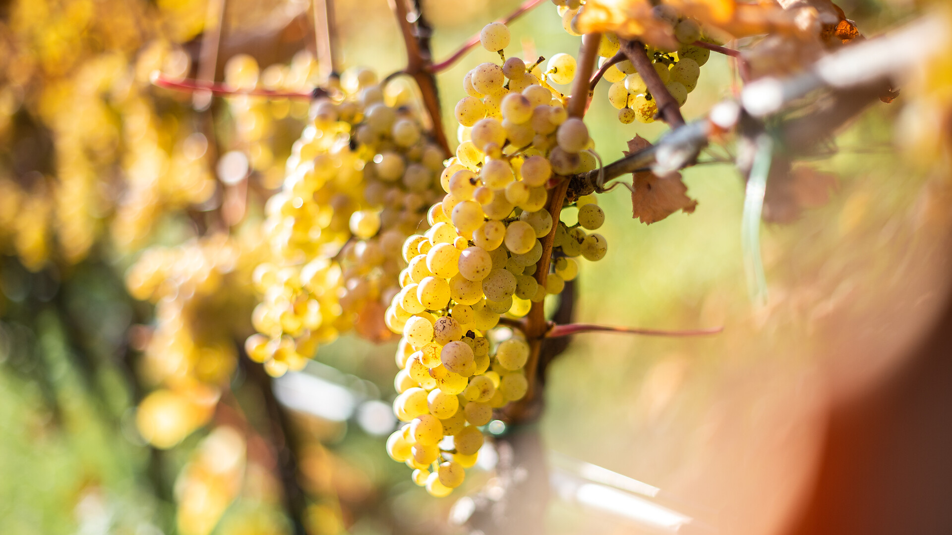 Where wines grow and herbs heal - Meran/Merano and environs - #4 - suedtirol.info