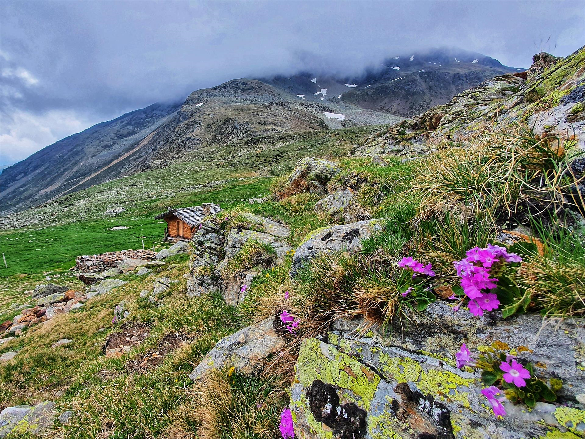 Escursione guidata dal Maso Gelato tramite il Passo Gelato a Plan Scena 3 suedtirol.info