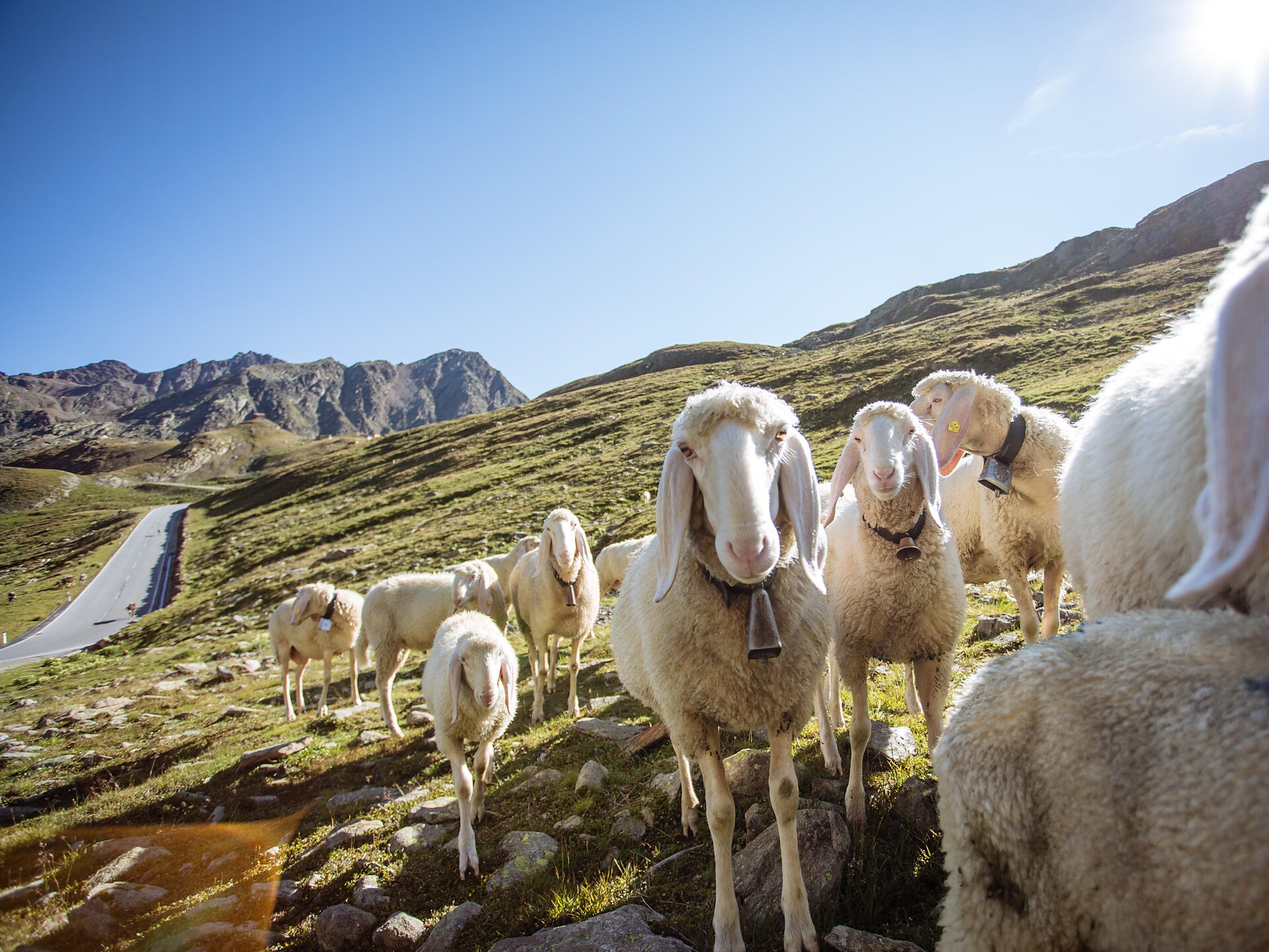 Escursione guidata dal Maso Gelato tramite il Passo Gelato a Plan Scena 1 suedtirol.info