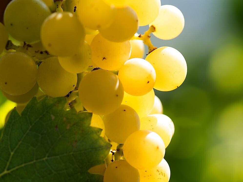 Wein-, Sekt- und Olivenölverkostung am BioWeingut Lieselehof - Südtiroler Weinstraße - #2 - suedtirol.info