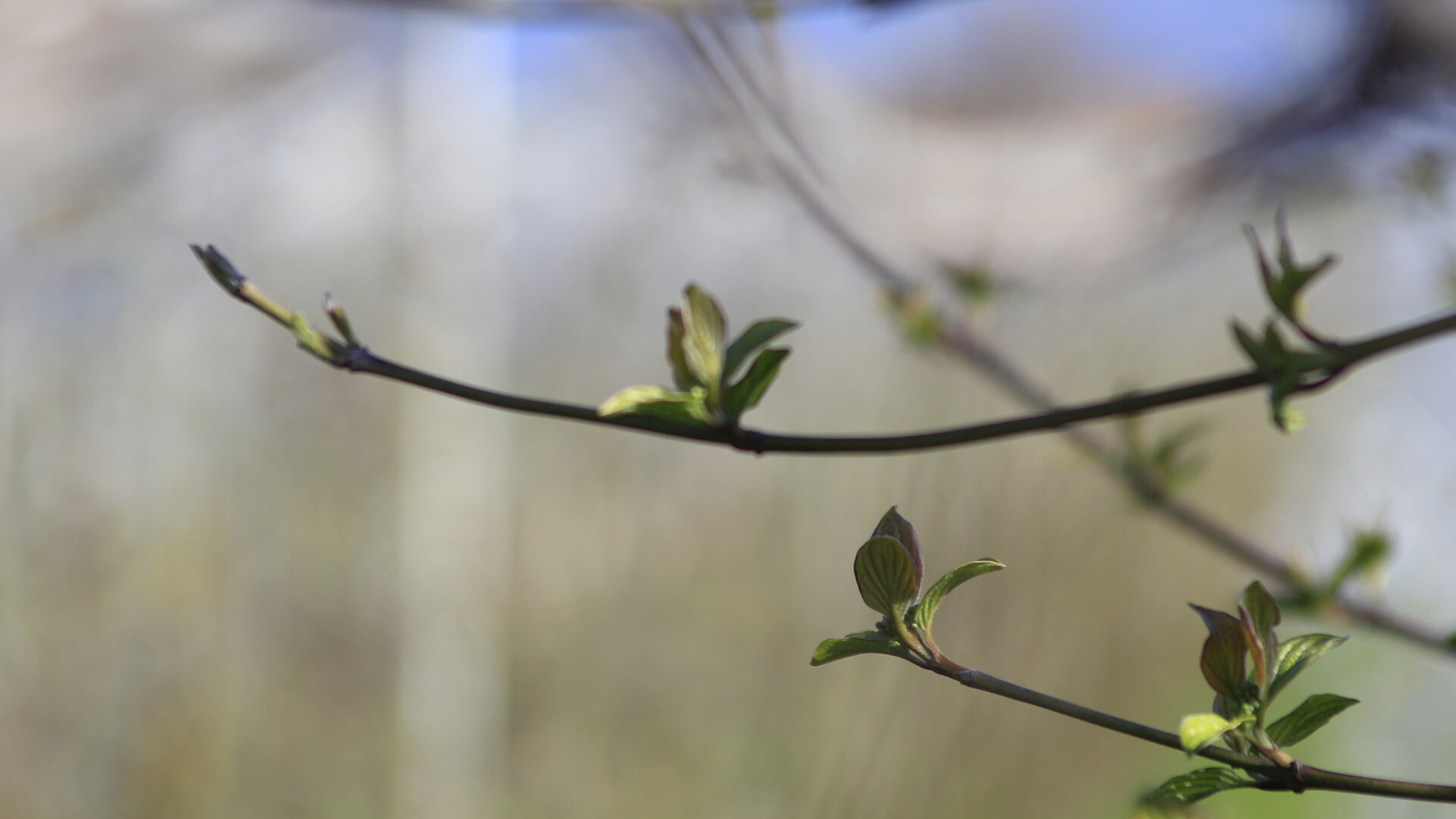 Workshop mit Irene Hechenberger - Gemmotherapie - Meran und Umgebung - #1 - suedtirol.info