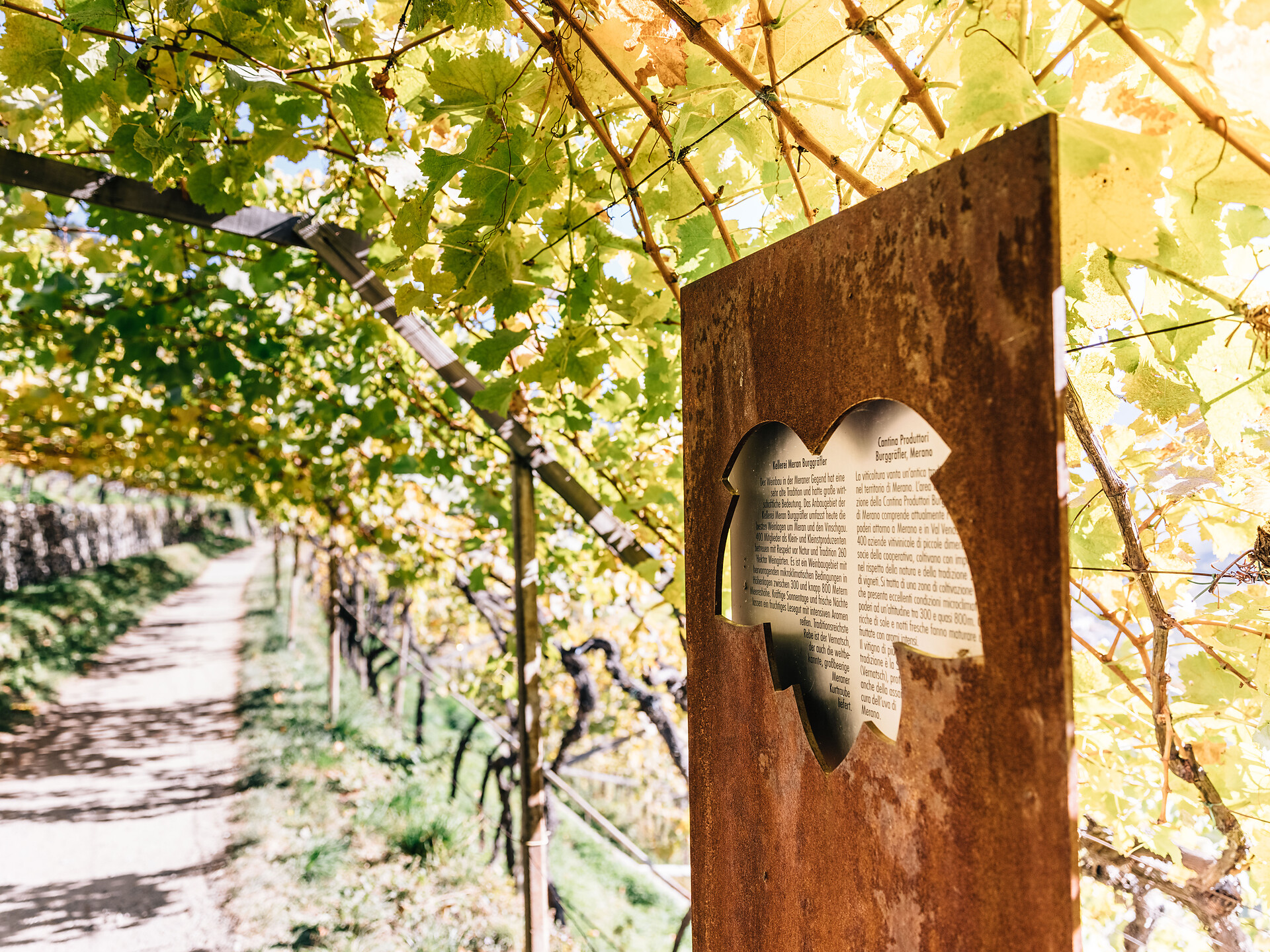 Weinlehrpfad: Geführte Wanderung des Weinguts Schloss Plars - Meran und Umgebung - #1 - suedtirol.info