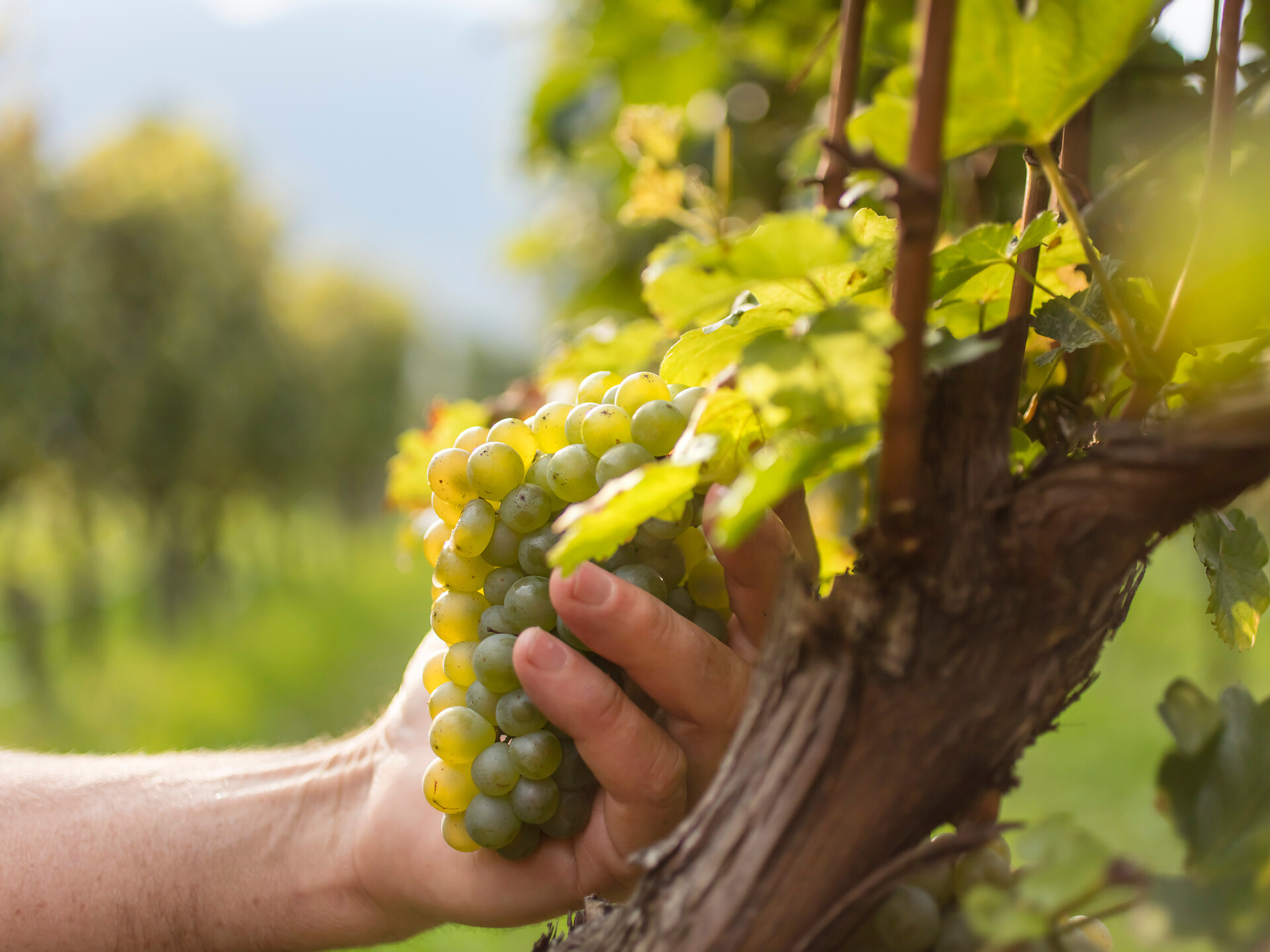 Weinlehrpfad: Geführte Wanderung des Weinguts Schloss Plars - Meran und Umgebung - #3 - suedtirol.info