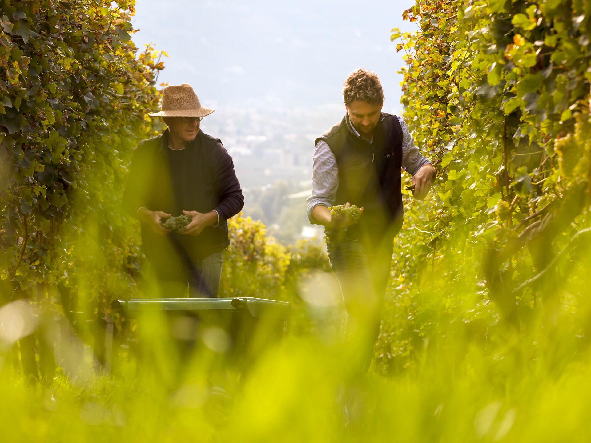 Weinlehrpfad: Geführte Wanderung des Weinguts Schloss Plars - Meran und Umgebung - #2 - suedtirol.info