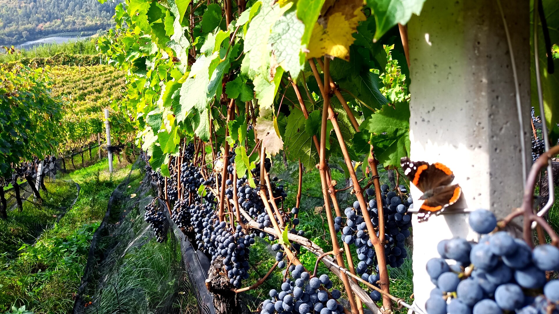 Weinkellerführung im Bio-Weingut Gruberhof - Meran und Umgebung - #5 - suedtirol.info