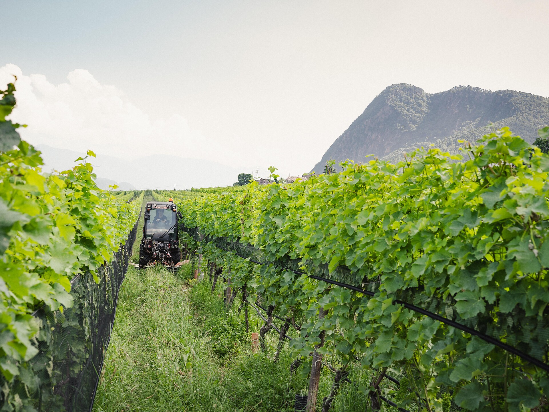 Wine tasting at the Romen Winery Eppan an der Weinstaße/Appiano sulla Strada del Vino 3 suedtirol.info