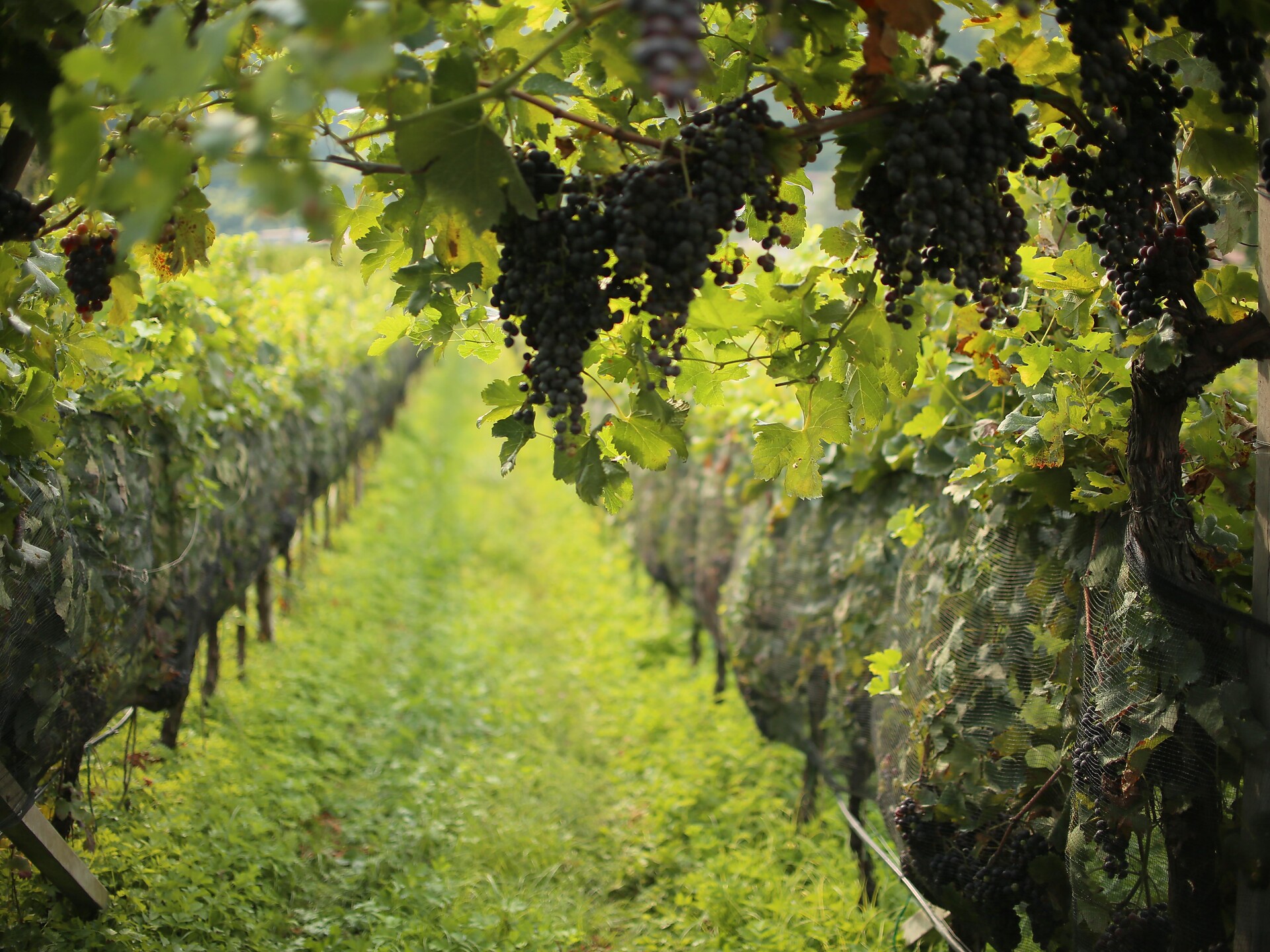 Tasting with guided tour of vineyards and cellar, small snack Lana 1 suedtirol.info