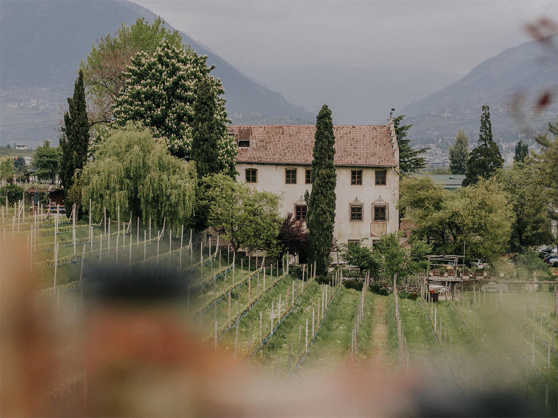 Visite "vinosofiche"guidate settimanali al Kränzelhof - Merano e dintorni - #1 - suedtirol.info
