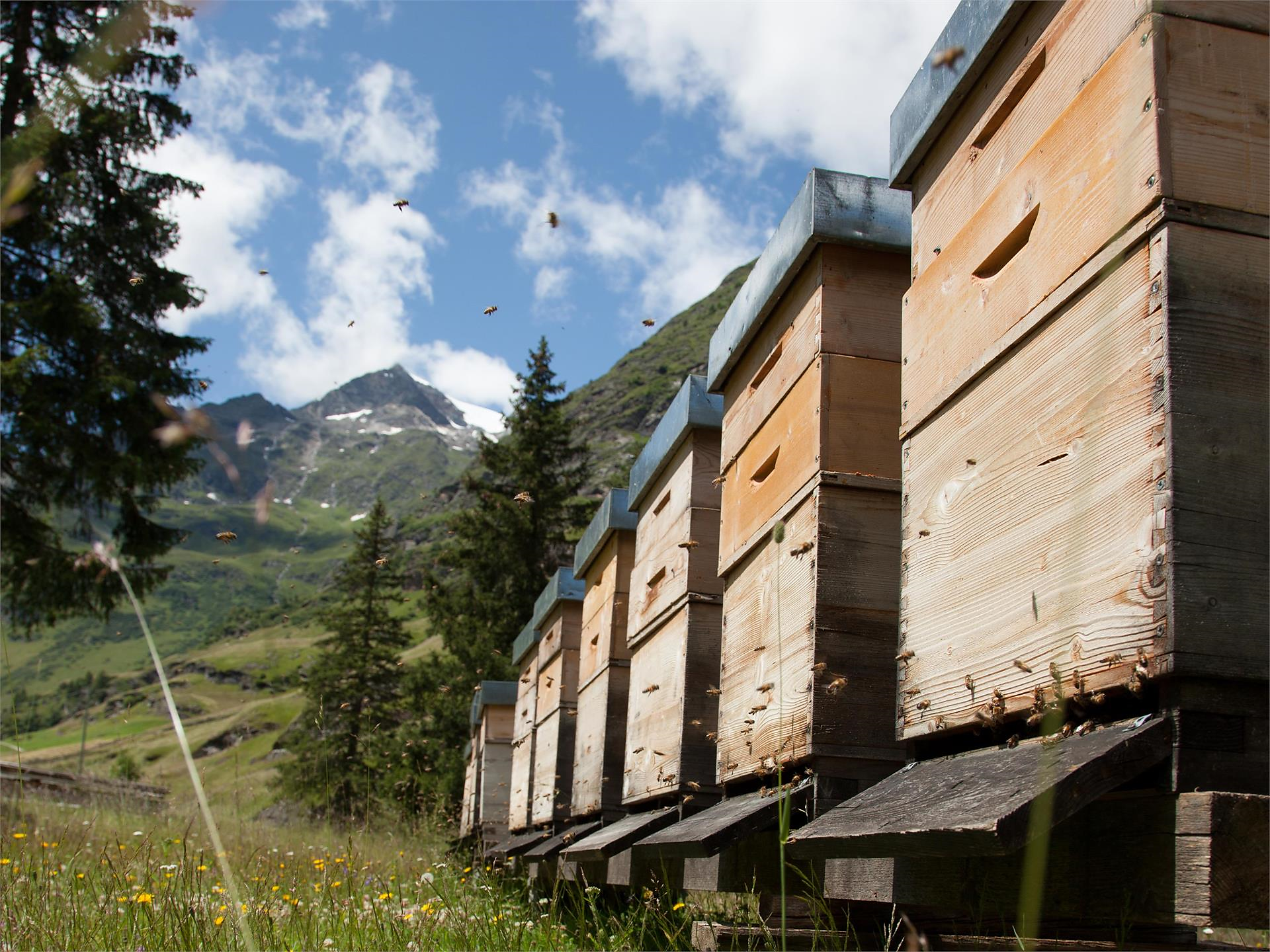 Il meraviglioso mondo delle api San Martino in Passiria 2 suedtirol.info